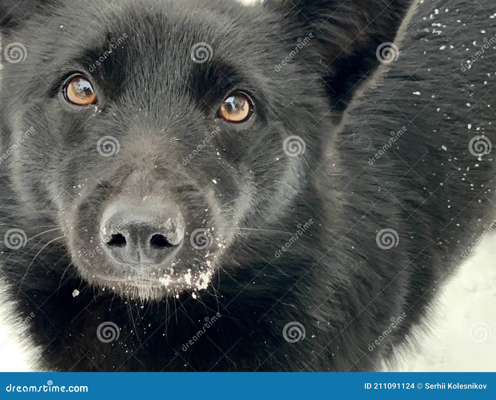 Bozal De Un Perro Negro En La Nieve. Mestizo En La Calle En Invierno. El  Perro De La Calle Mira Con Ojos Llorosos Foto de archivo - Imagen de bozal,  mestizo: 211091124