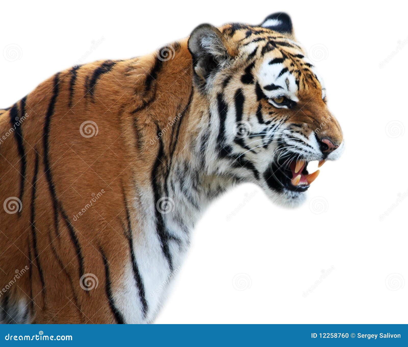 Brullender Tiger Stockfoto Bild Von Tiger Brullender