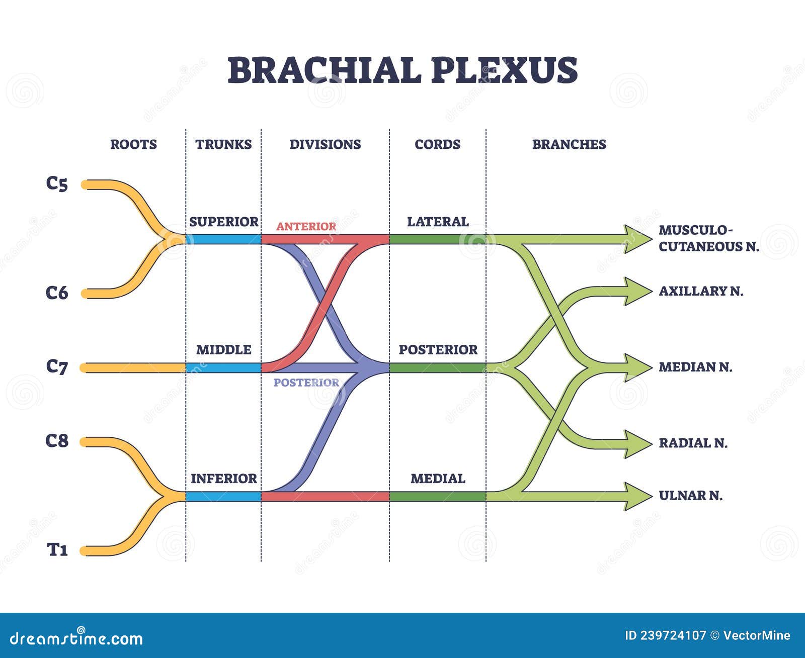 brachial plexus shoulder nerves network medical division outline concept