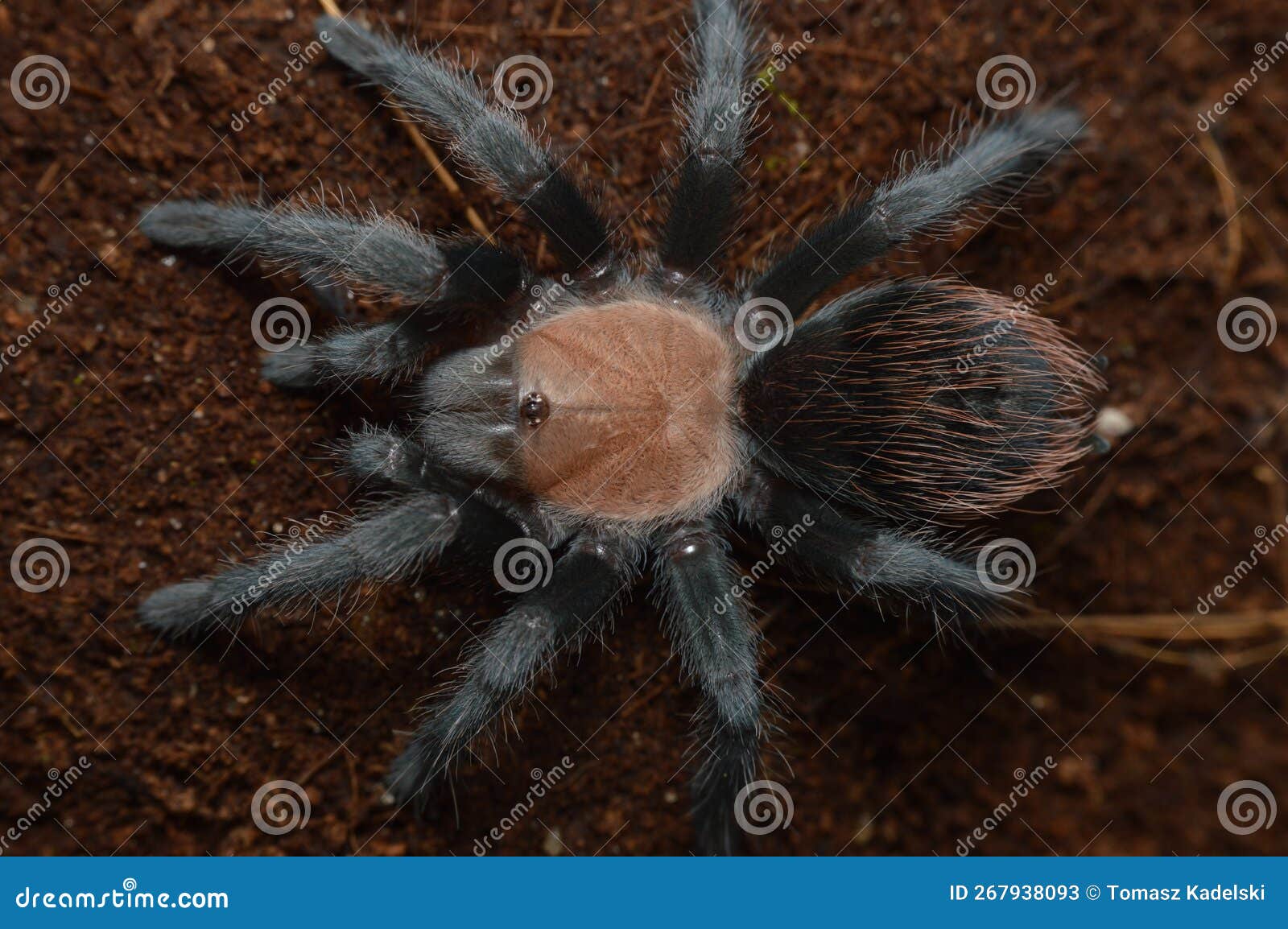 Brachypelma Albiceps Spider Close Up Stock Image - Image of species ...