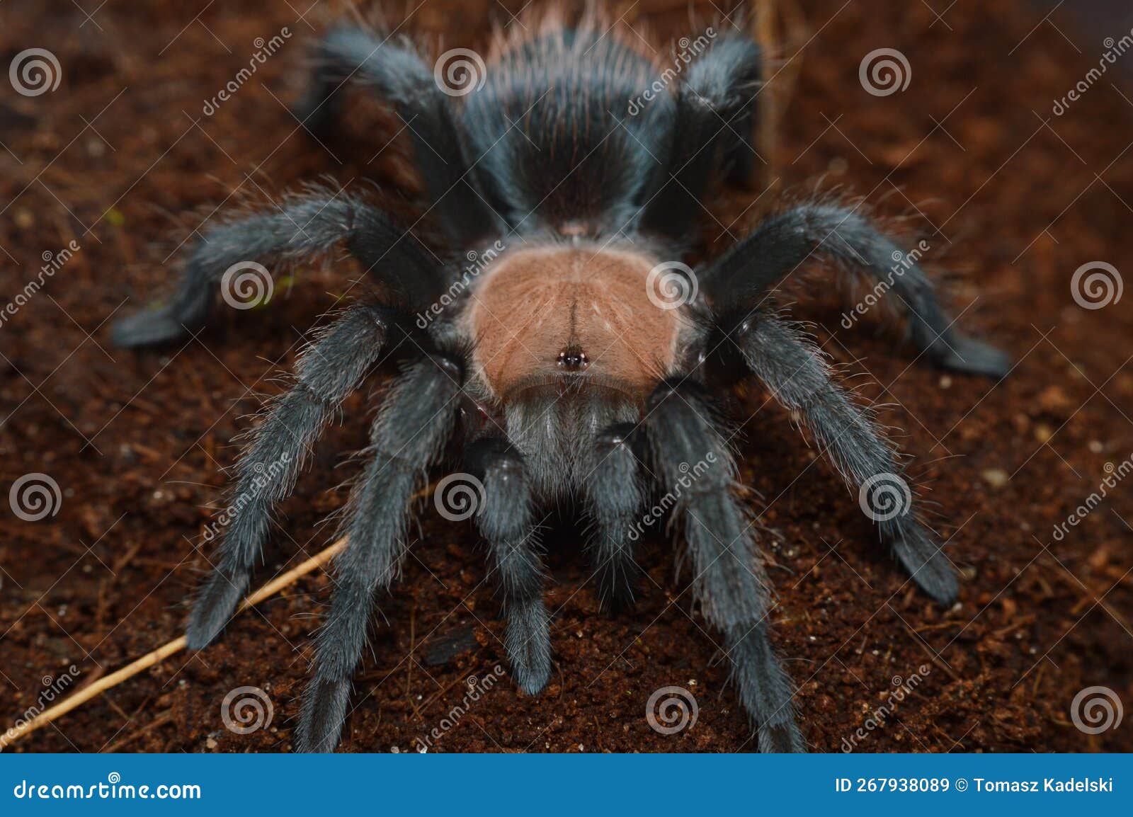 Brachypelma Albiceps Spider Close Up Stock Image | CartoonDealer.com ...