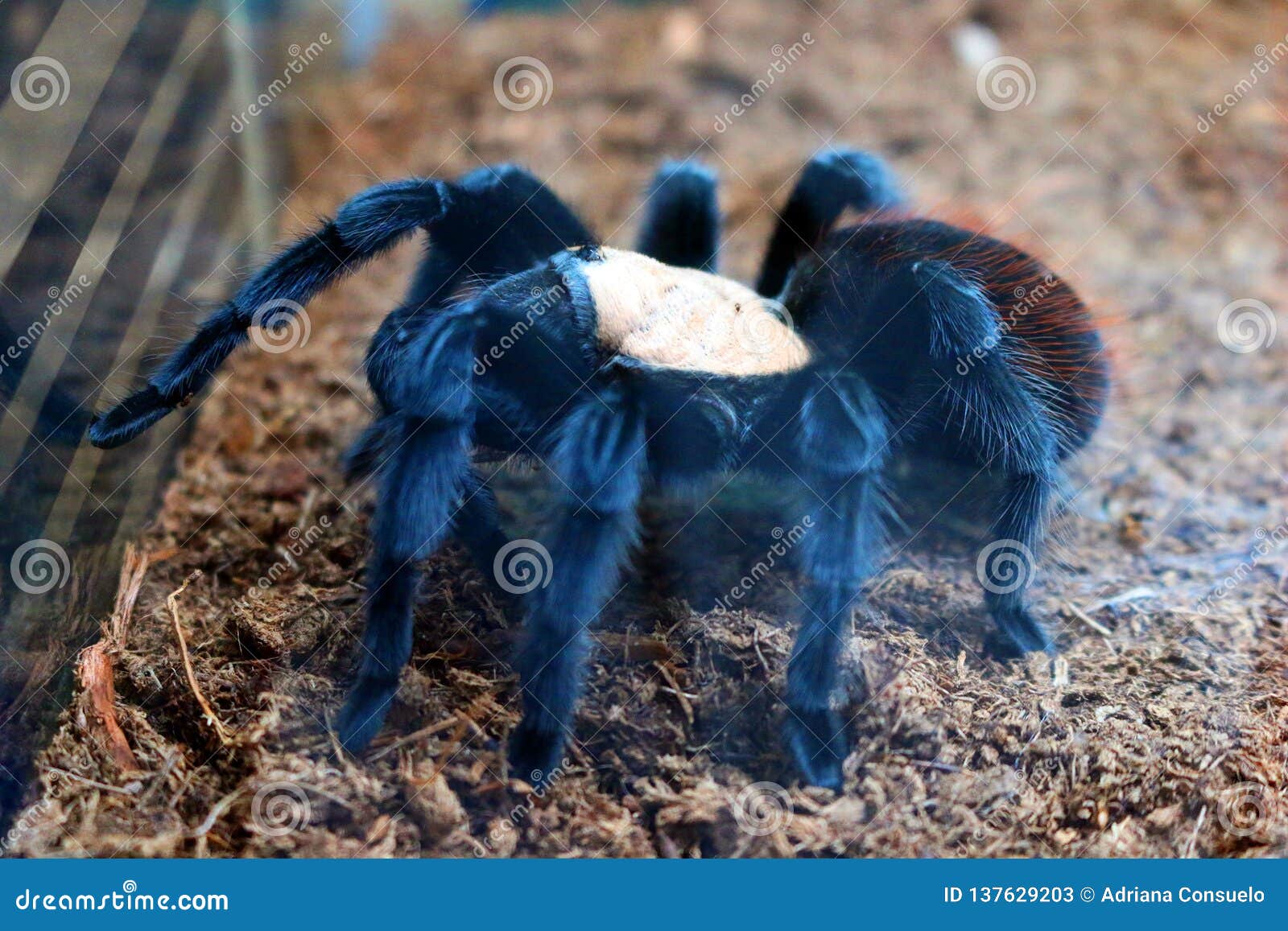 Brachypelma Albiceps Tarantula Stock Image - Image of albiceps ...