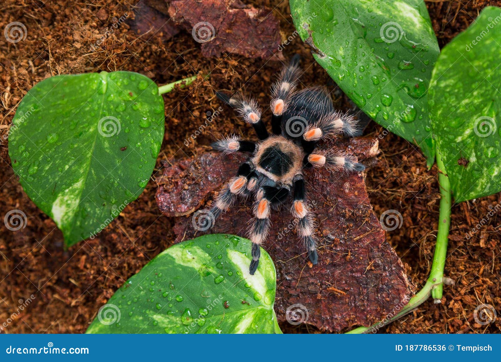 Brachypelma Hamorii Tarantula on the Ground Stock Photo - Image of ...