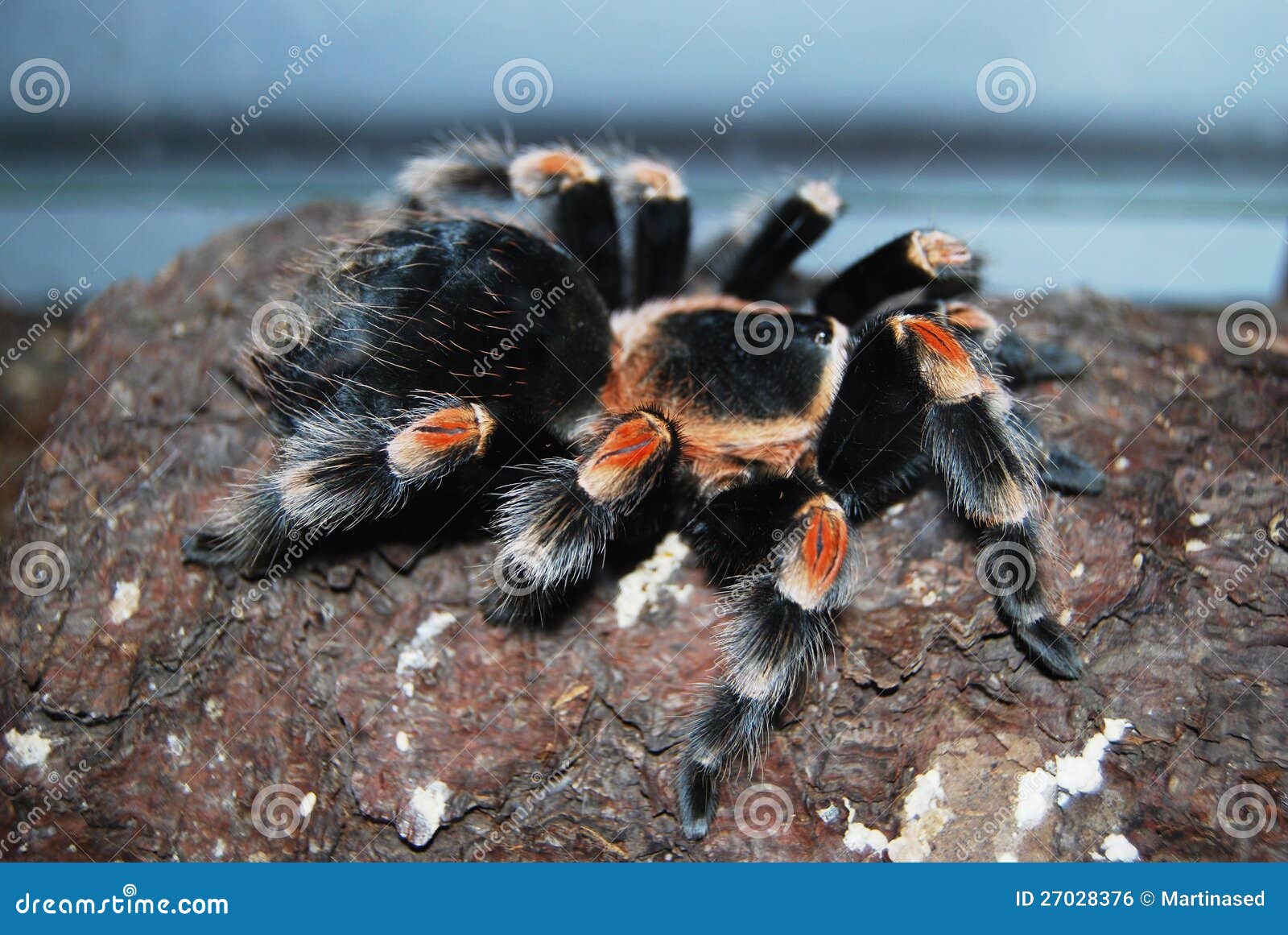 Brachypelma Smithi Mexican Redknee Stock Photo - Image of tarantulas ...