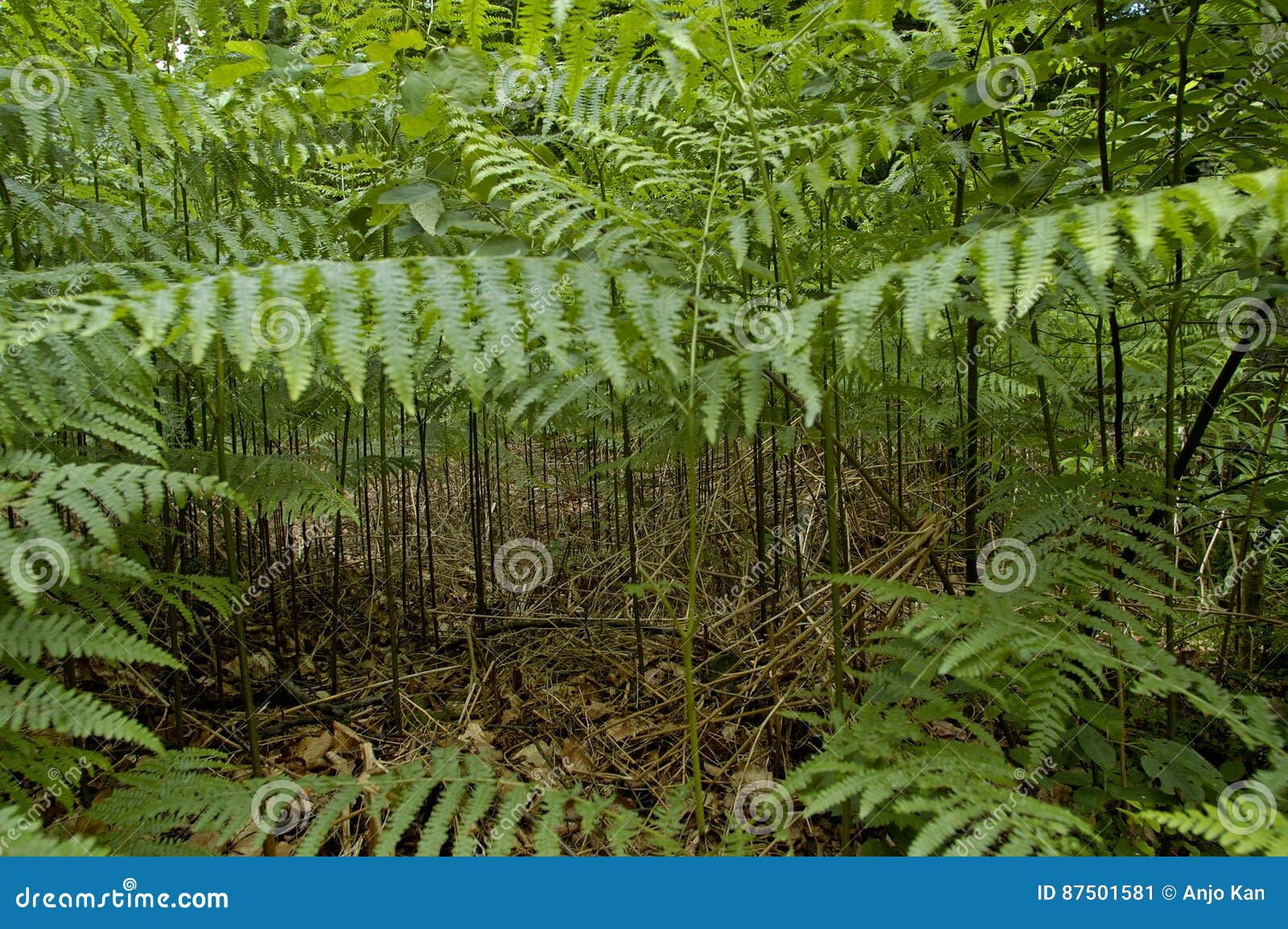 Qui est-elle? (Bis) [Trouvé: Pteridium aquilinum] Bracken-pteridium-aquilinum-ferns-first-appear-fossil-record-million-years-ago-devonian-era-many-current-87501581