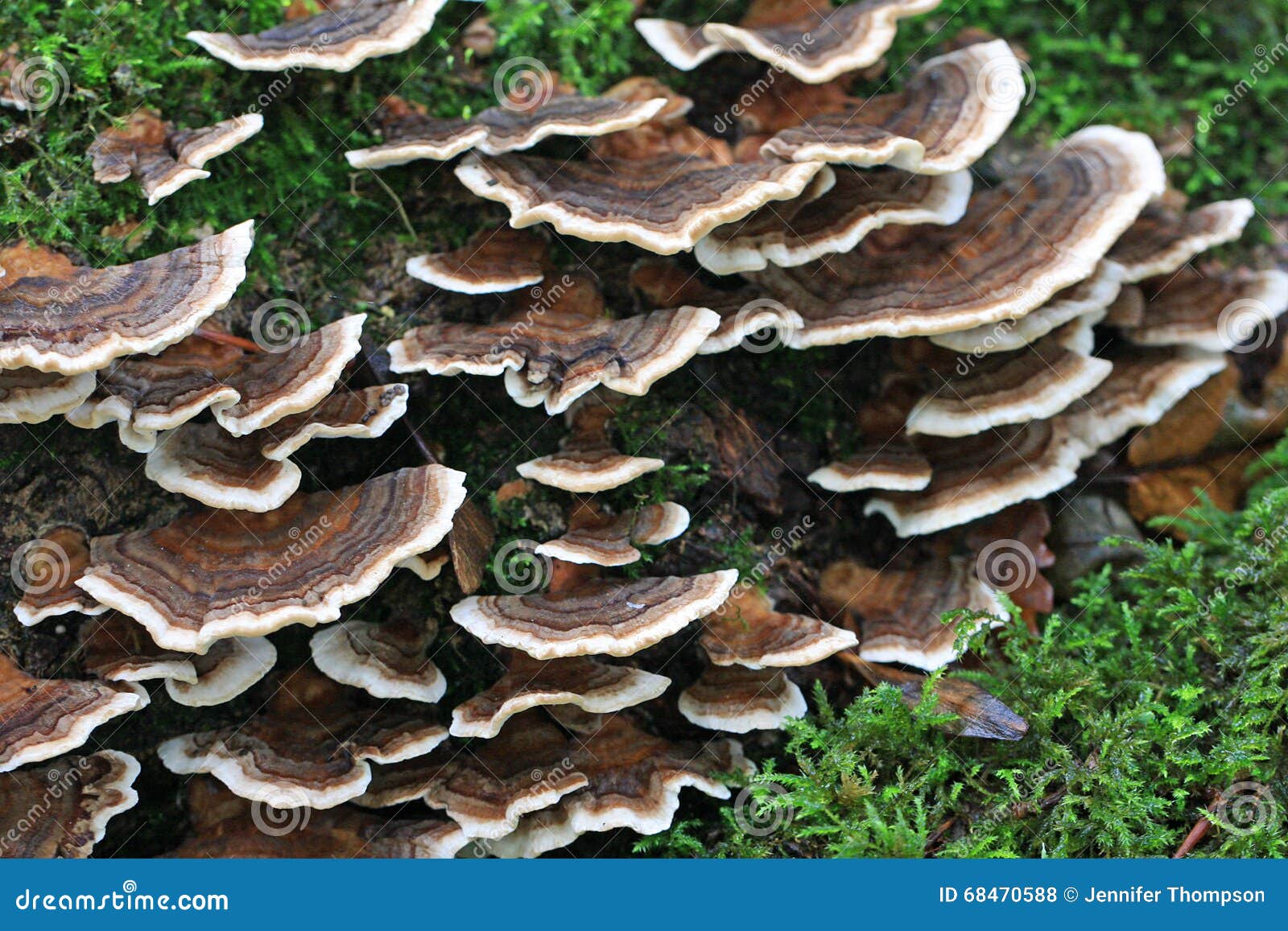 Bracket fungus growing on a log