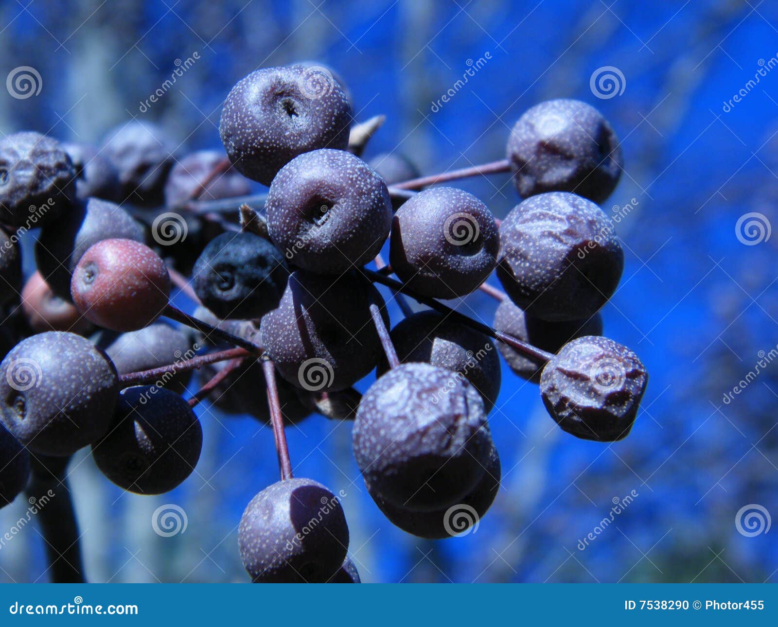 Bradford Pear Tree Berries stock photo. Image of blur - 7538290