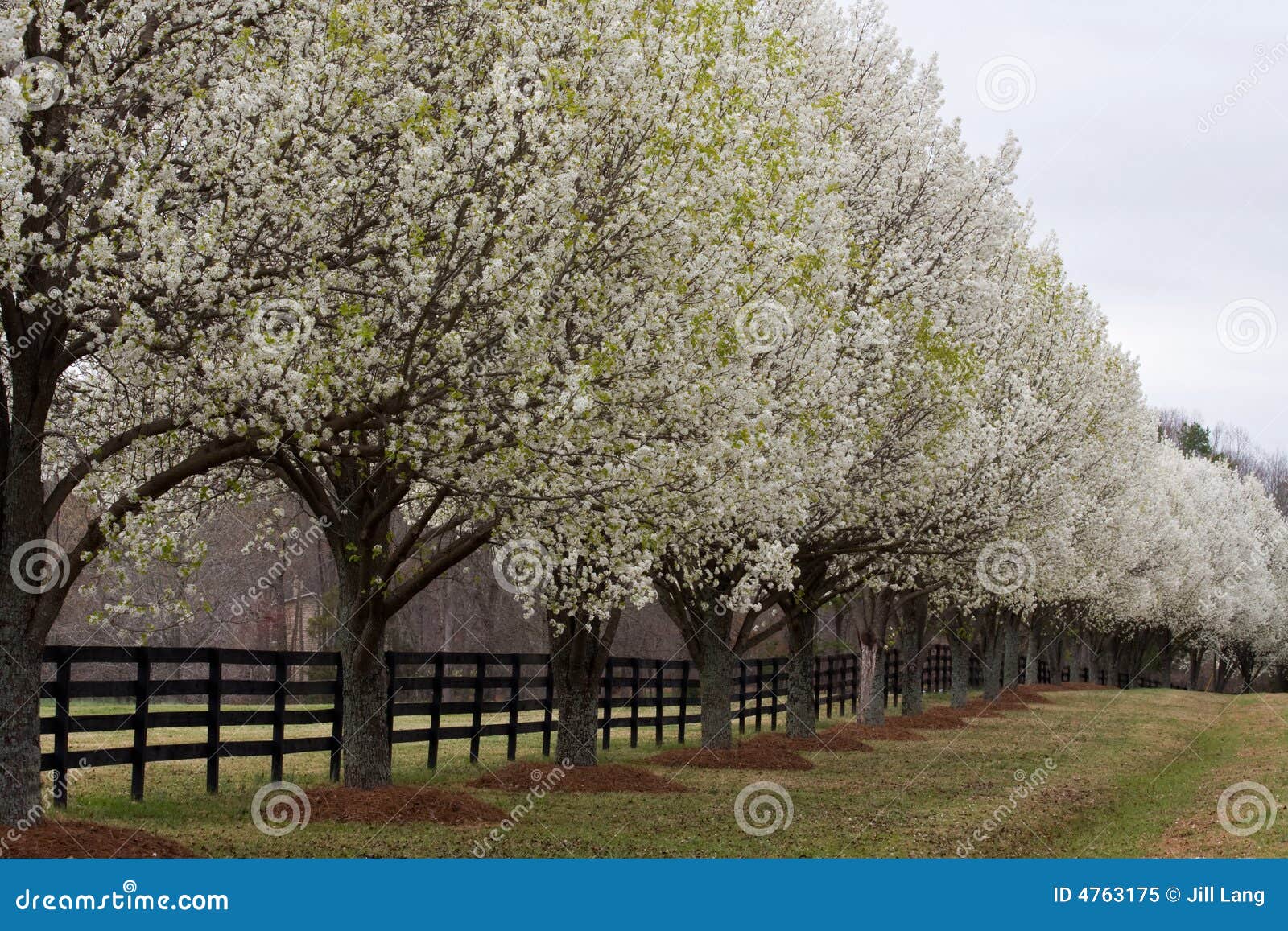 bradford pear trees in bloom