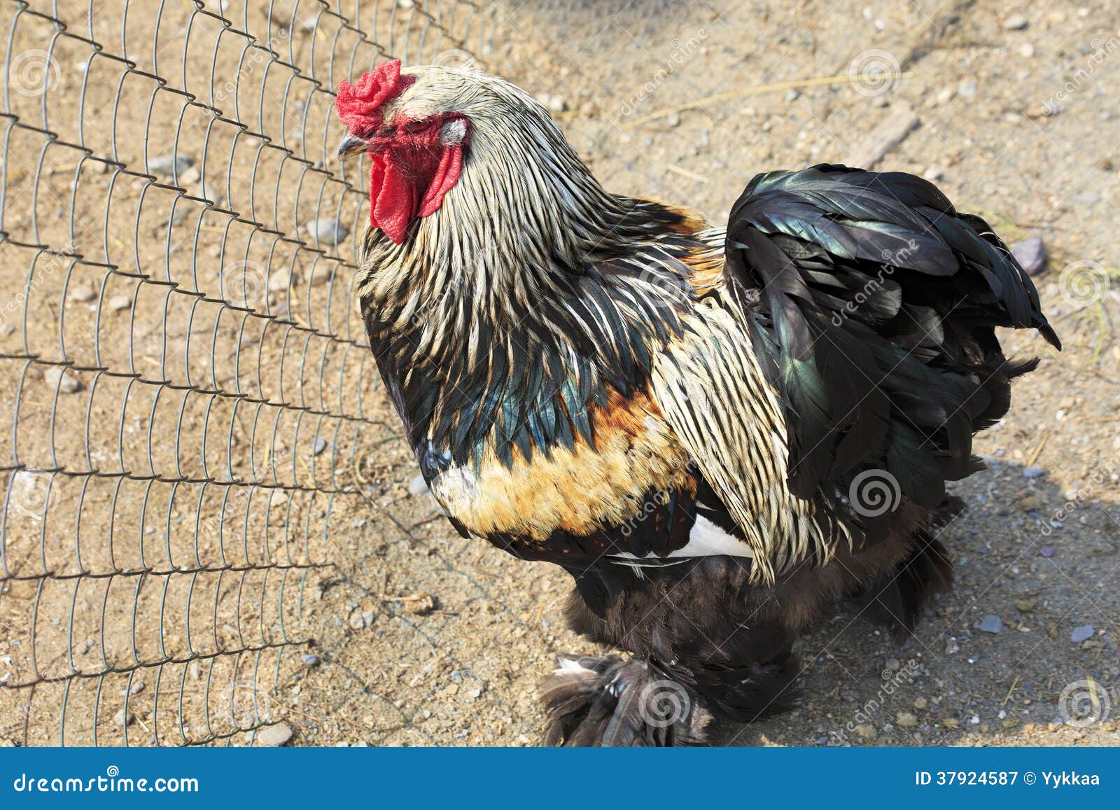 Brahma (chicken) stock image. Image of chicken, bondage - 37924587