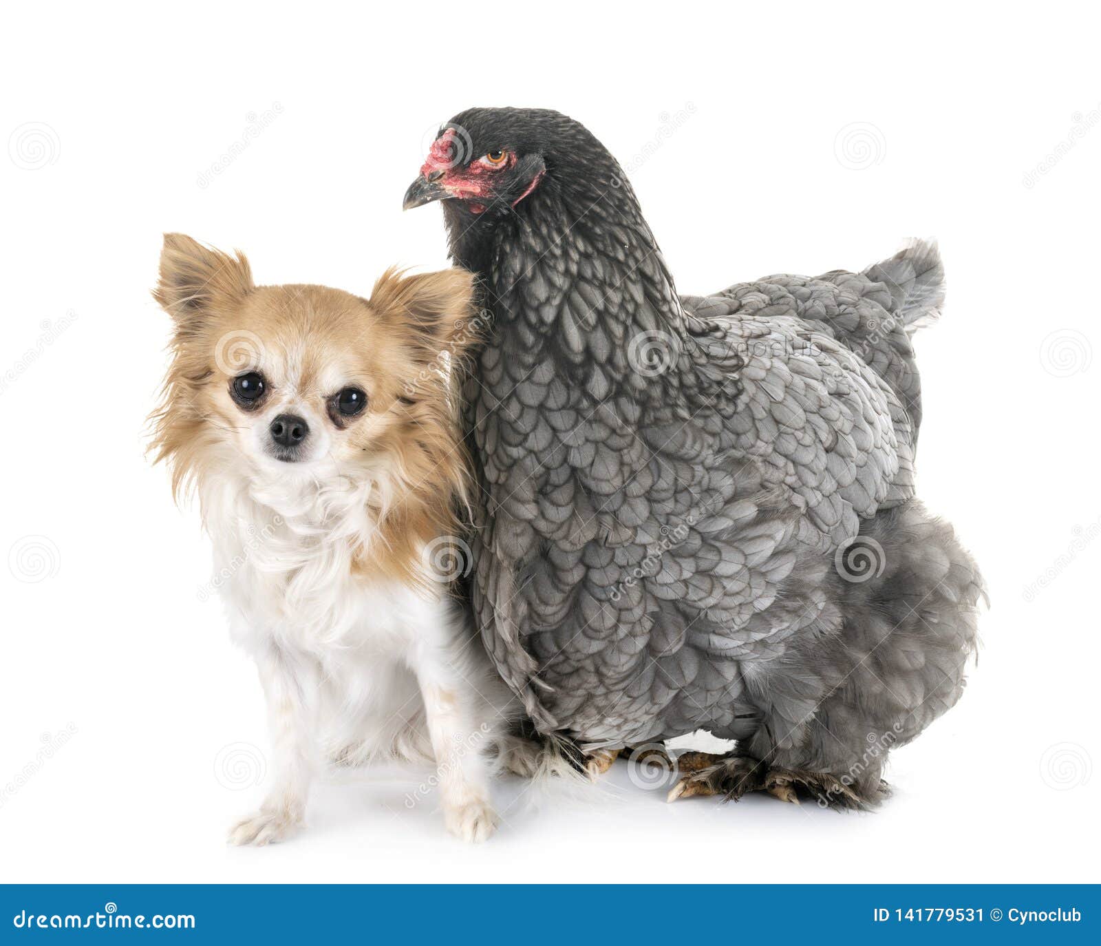 Brahma Chicken and Chihuahua Stock Image Image of rooster, puppy