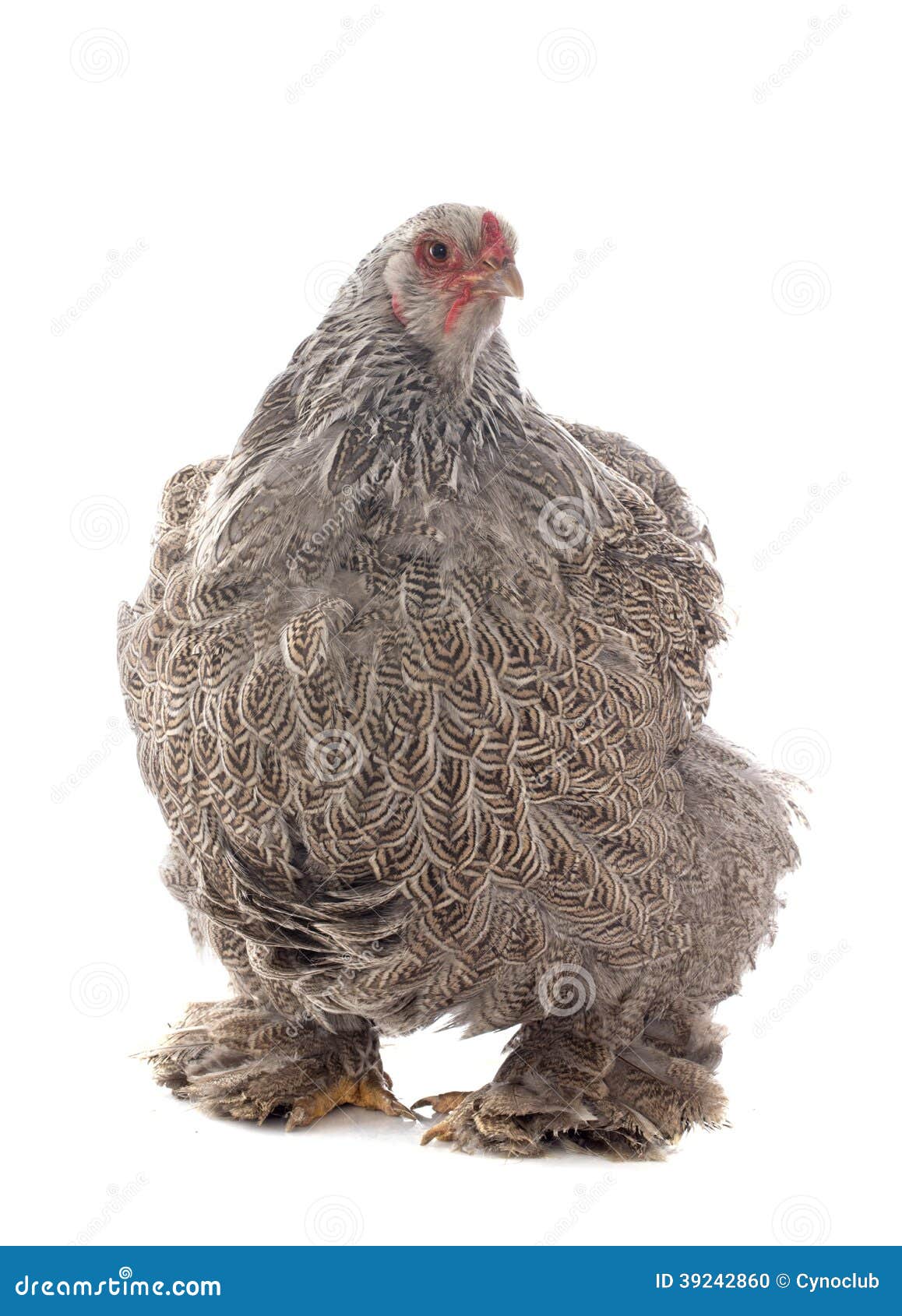 Brahma chicken stock photo. Image of animal, farm, white - 39242860