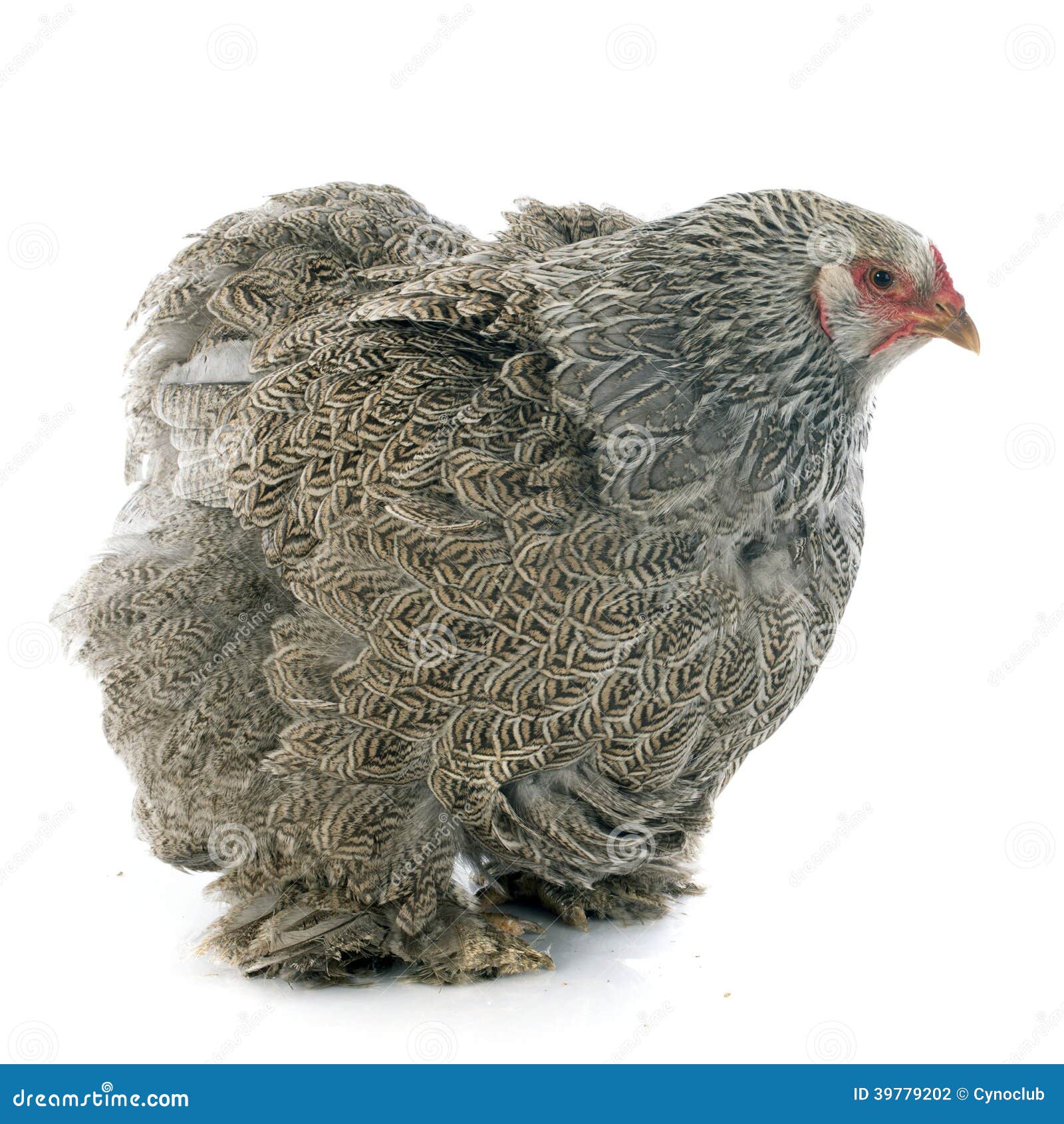 Brahma chicken stock photo. Image of chicken, bird, gray - 39779202