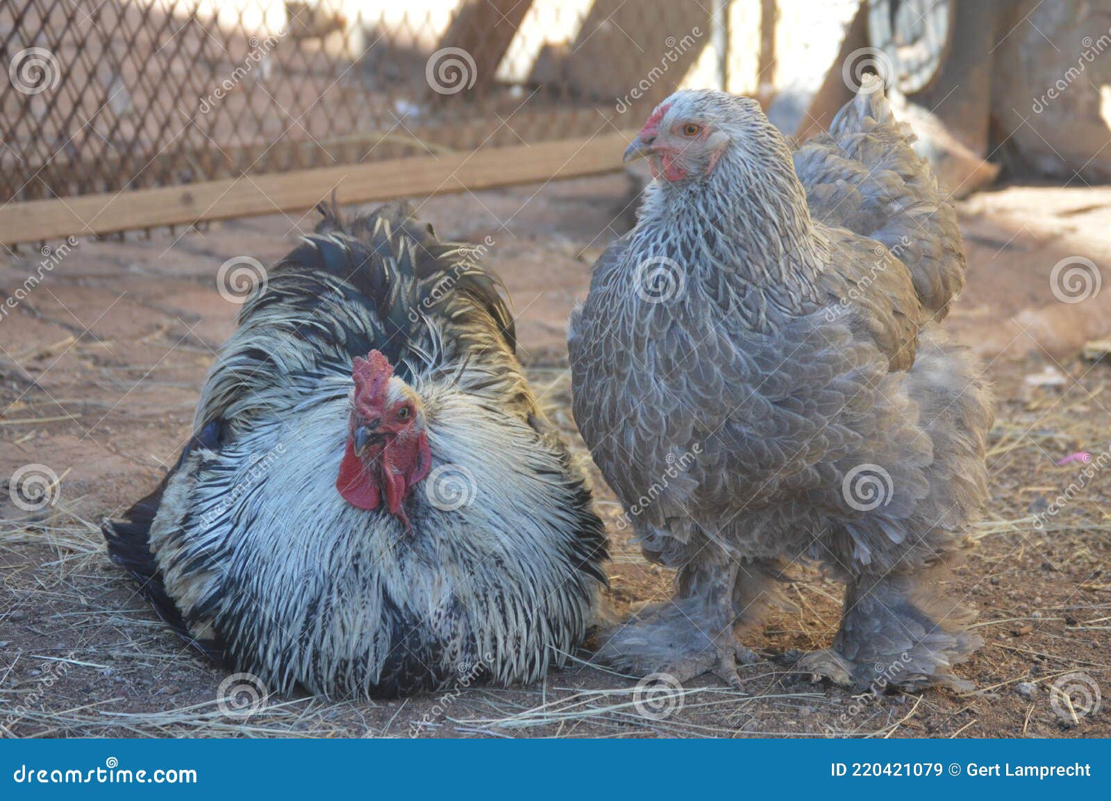 Brahma Chicken. Giant Brahma Global Most Popular Chicken. Stock Image -  Image of american, world: 220421079