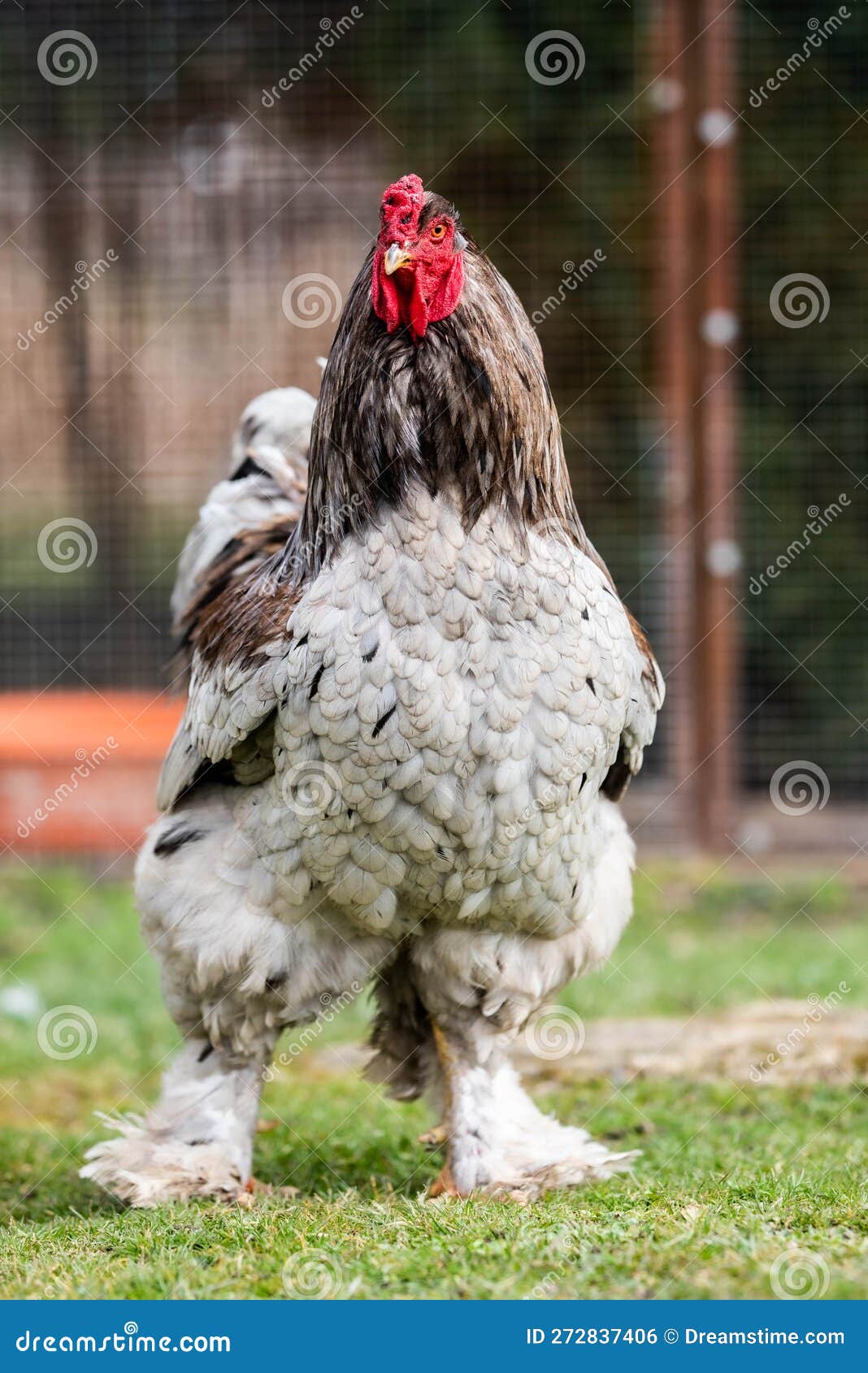 Brahma Hen Walking Majestically Around the Yard Looking Around Stock Photo  - Image of chicken, brahma: 272837406