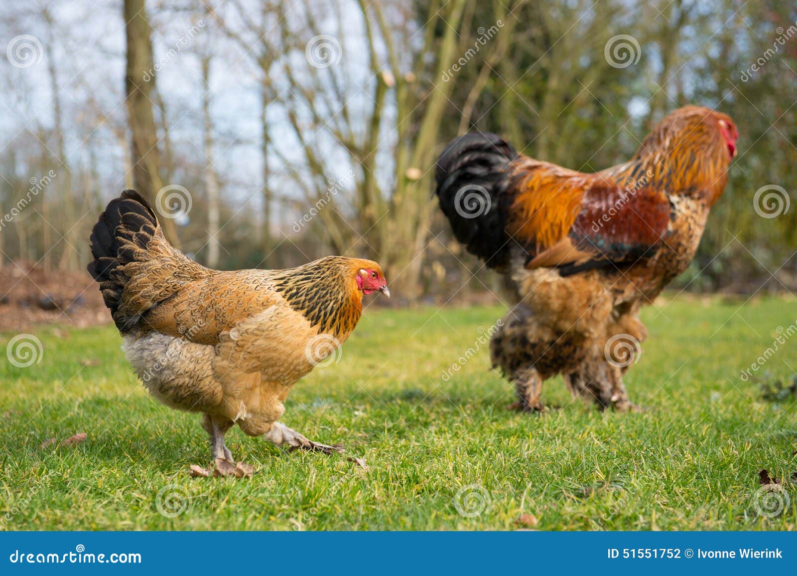 250+ Brahma Chicken Stock Photos, Pictures & Royalty-Free Images