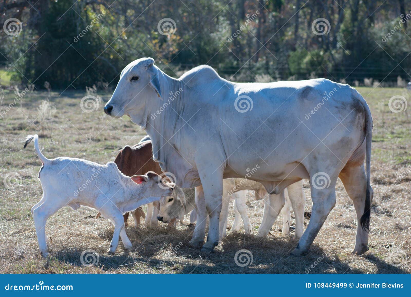 Brahma Cow and Calf Close Up Stock Image Image of farm, green 108449499