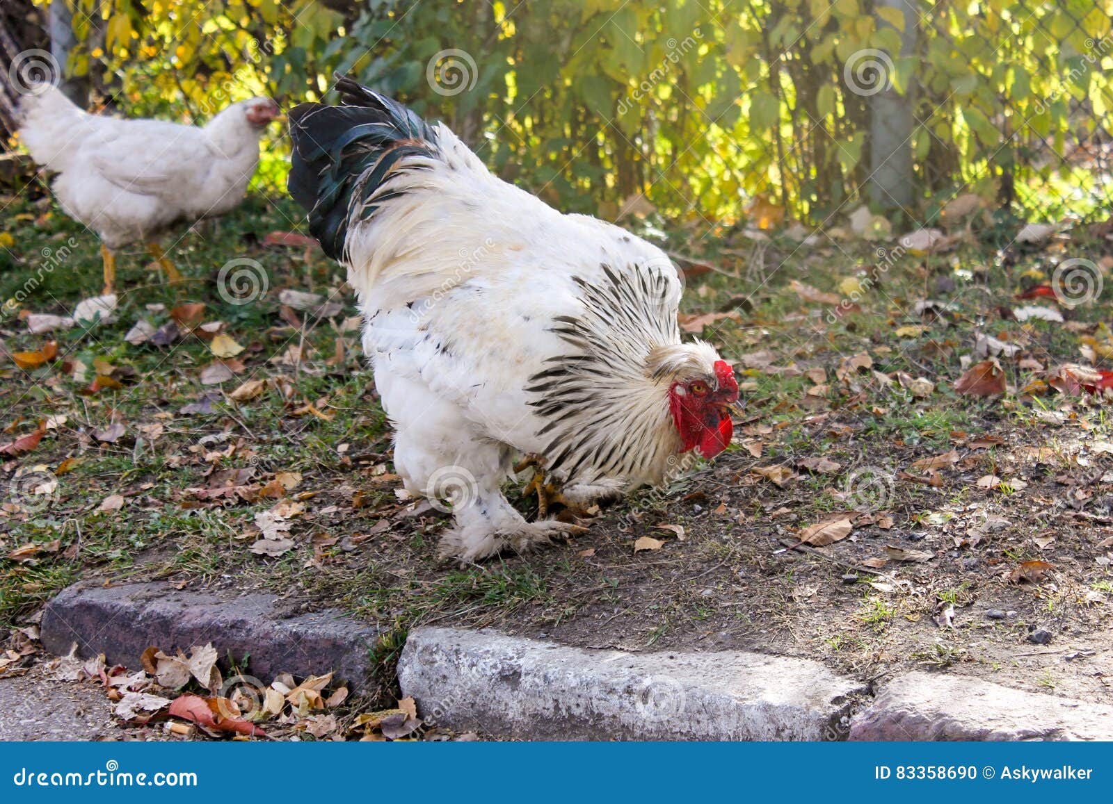 2,161 Brahma Chickens Royalty-Free Images, Stock Photos & Pictures