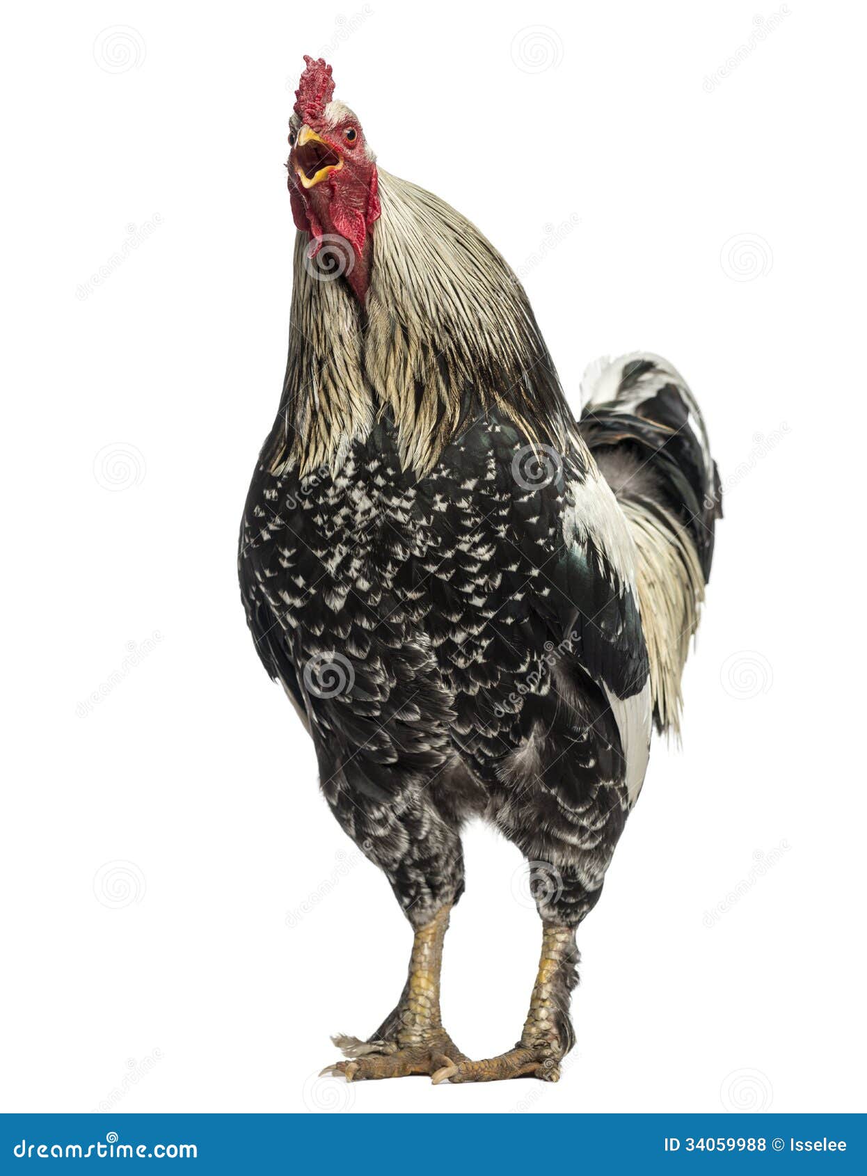 Brahma Rooster Crowing, Isolated Stock Photo - Image of crowing