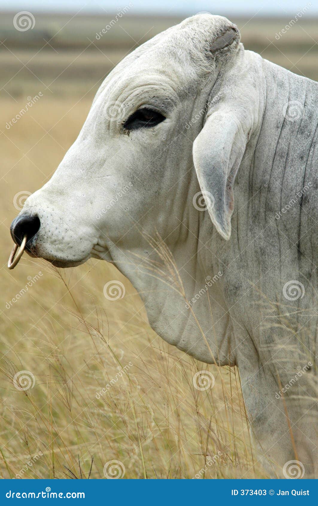 Brahman Bull Stock Image Image Of Whitebrahman Portrait 373403