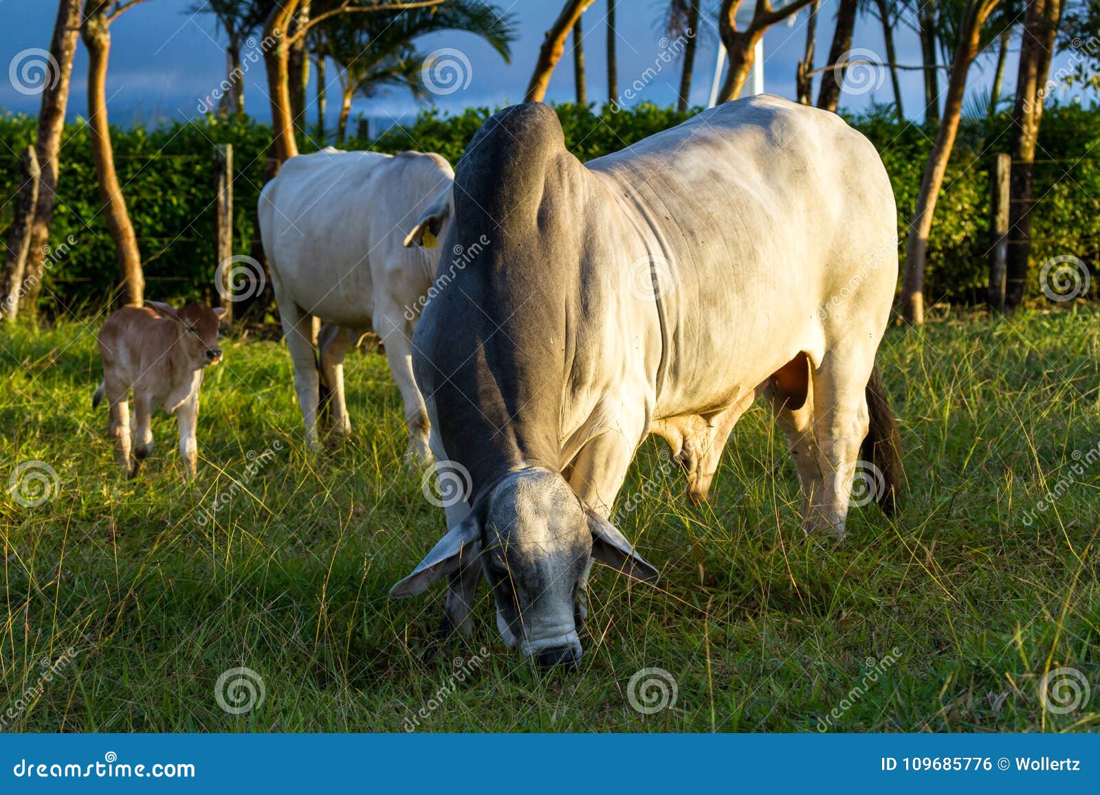 Brahman Cattle Bos Indicus Stock Photo Image Of Huge Animal 109685776