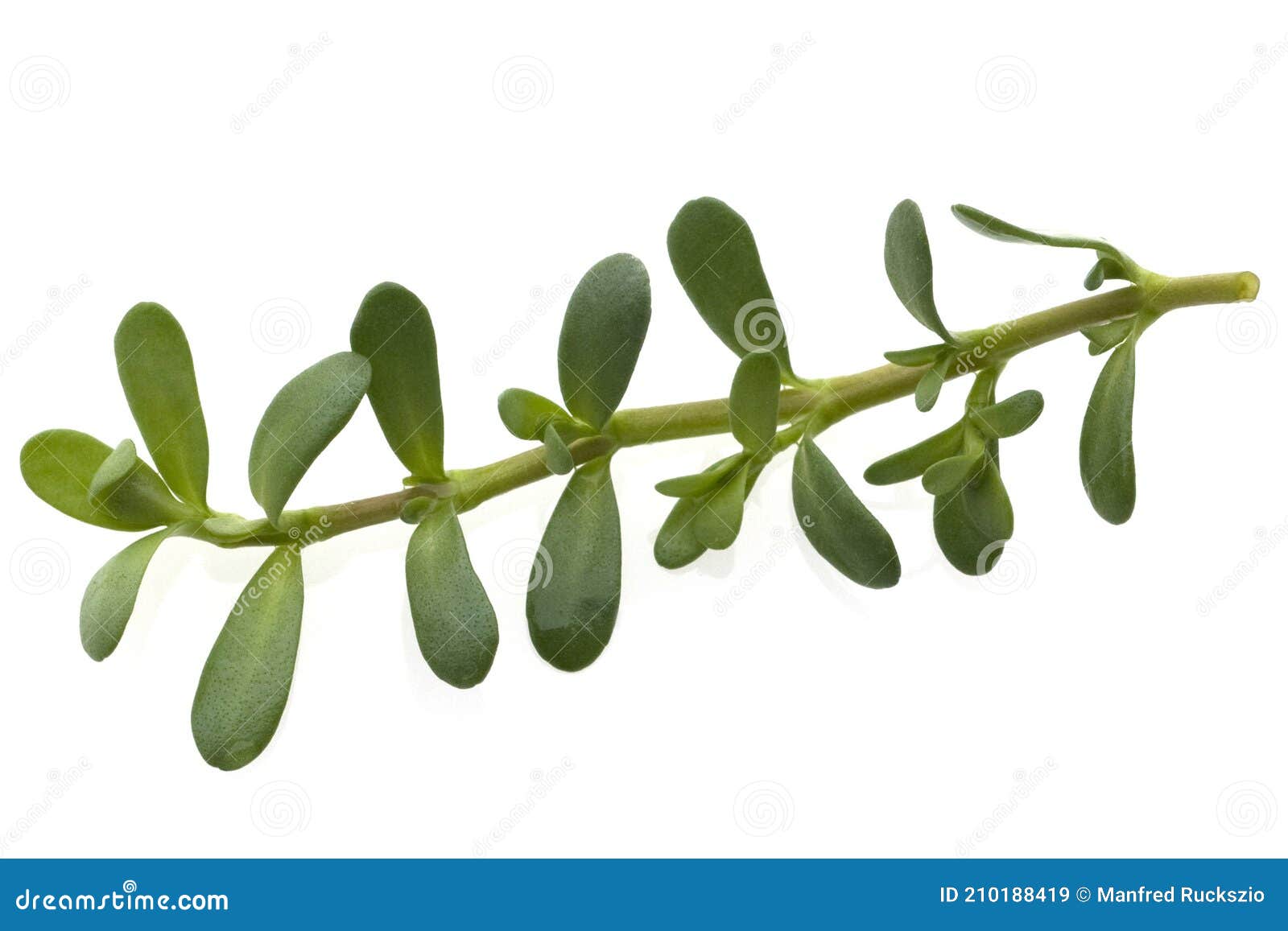 Brahmi, Bacopa monnieri stock image. Image of plants - 210188419 Brahmi, Bacopa monnieri stock image. Image of plants - 210188419