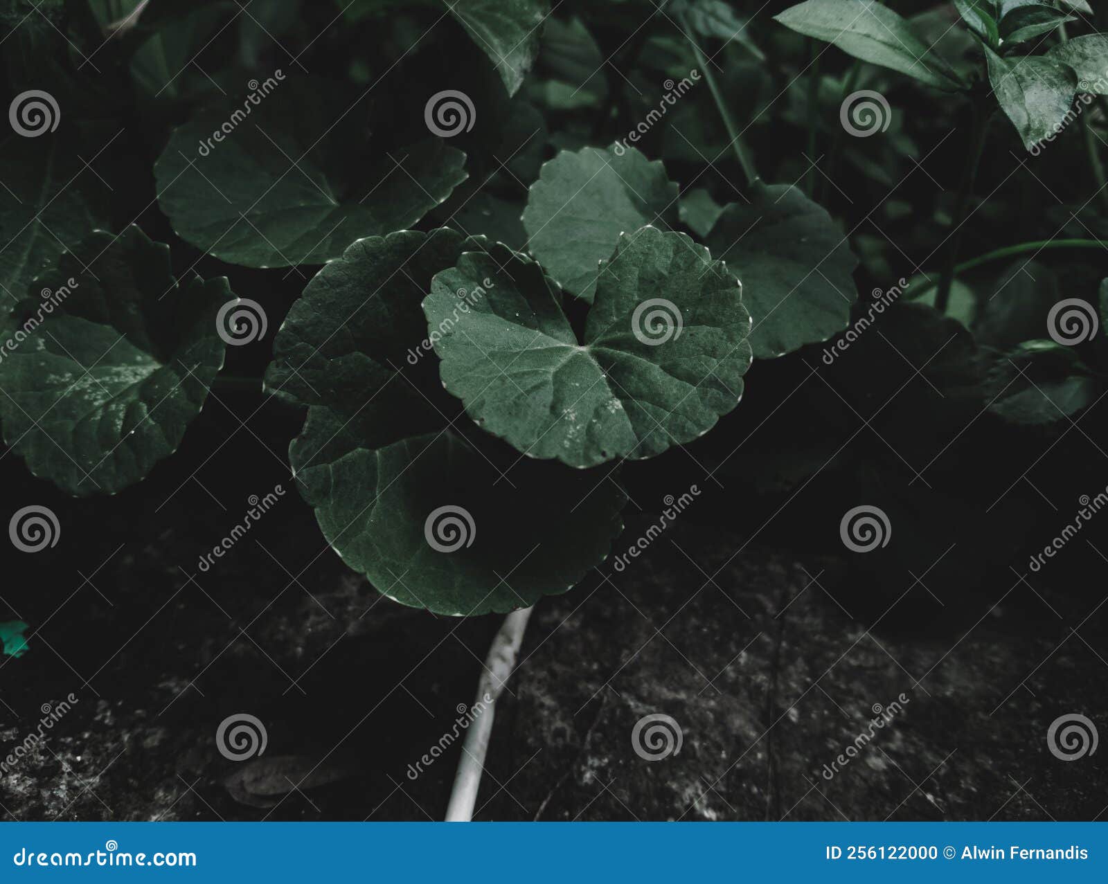 Brahmi Leaves stock photo. Image of flora, texture, botany 256122000