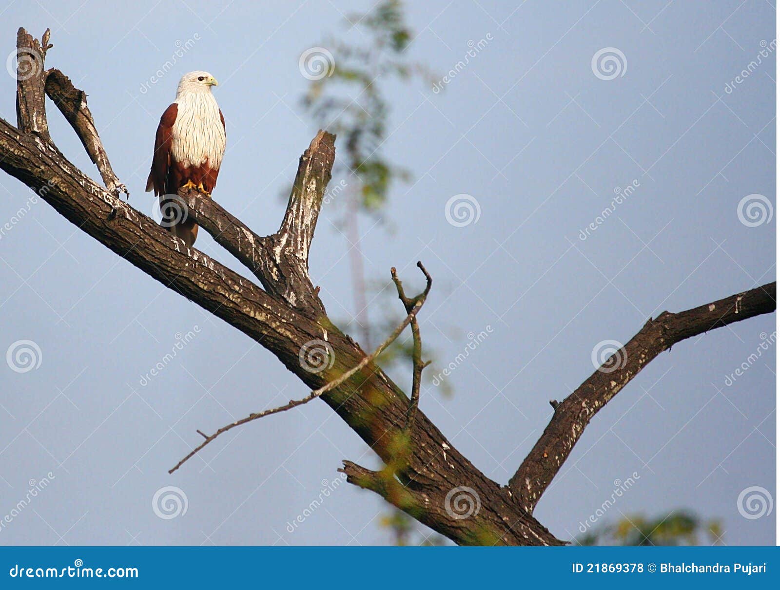 brahminy kite brahminy kite