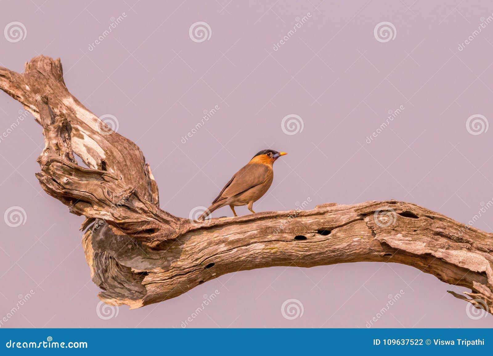 brahminy myna on the tree trunk in the mid forest