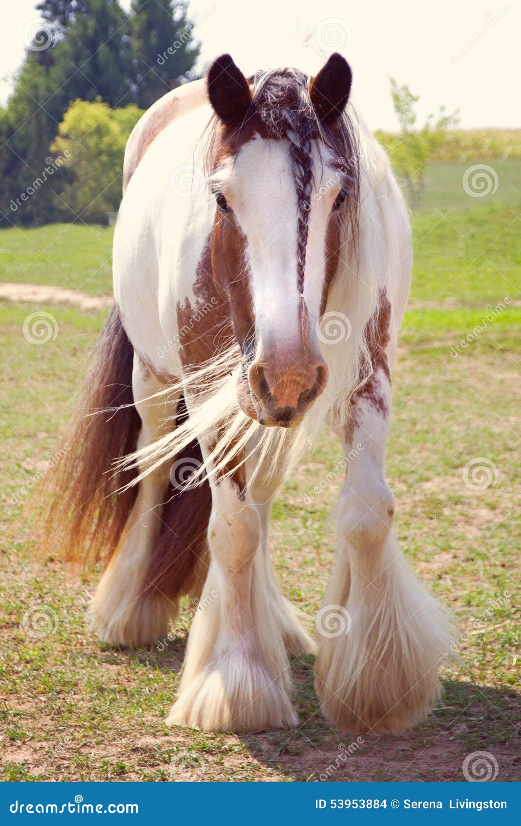 gypsy vanner buckskin paint