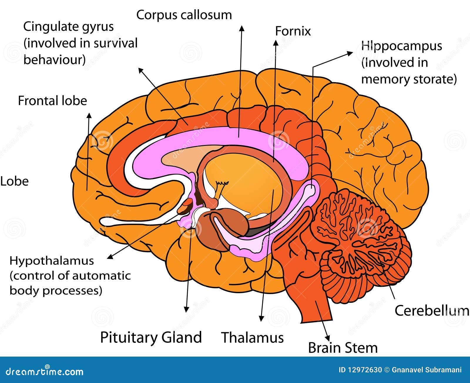 download the vestibular system