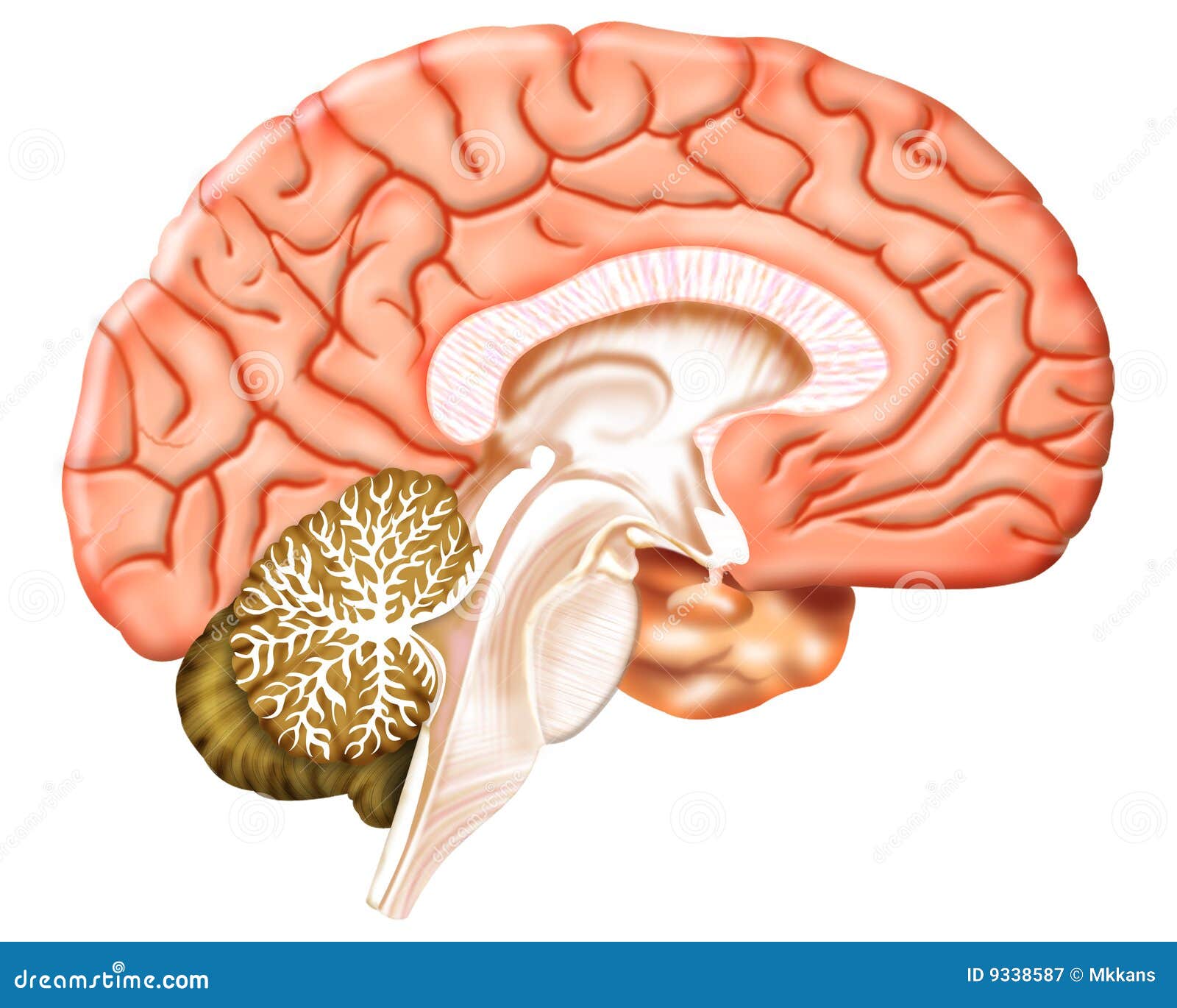 brain diagram unlabeled for kids