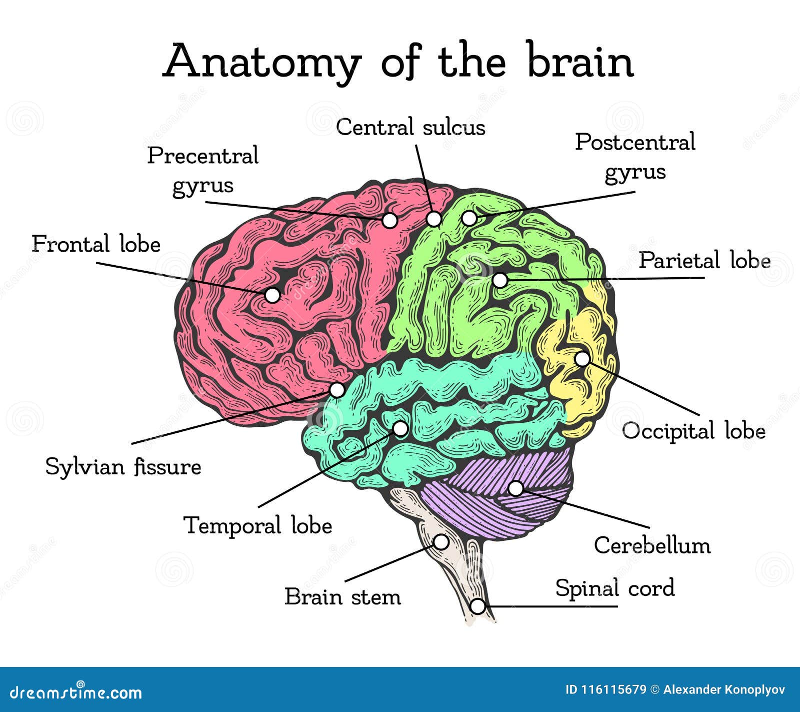 Brain Anatomy Scheme RoyaltyFree Cartoon CartoonDealer