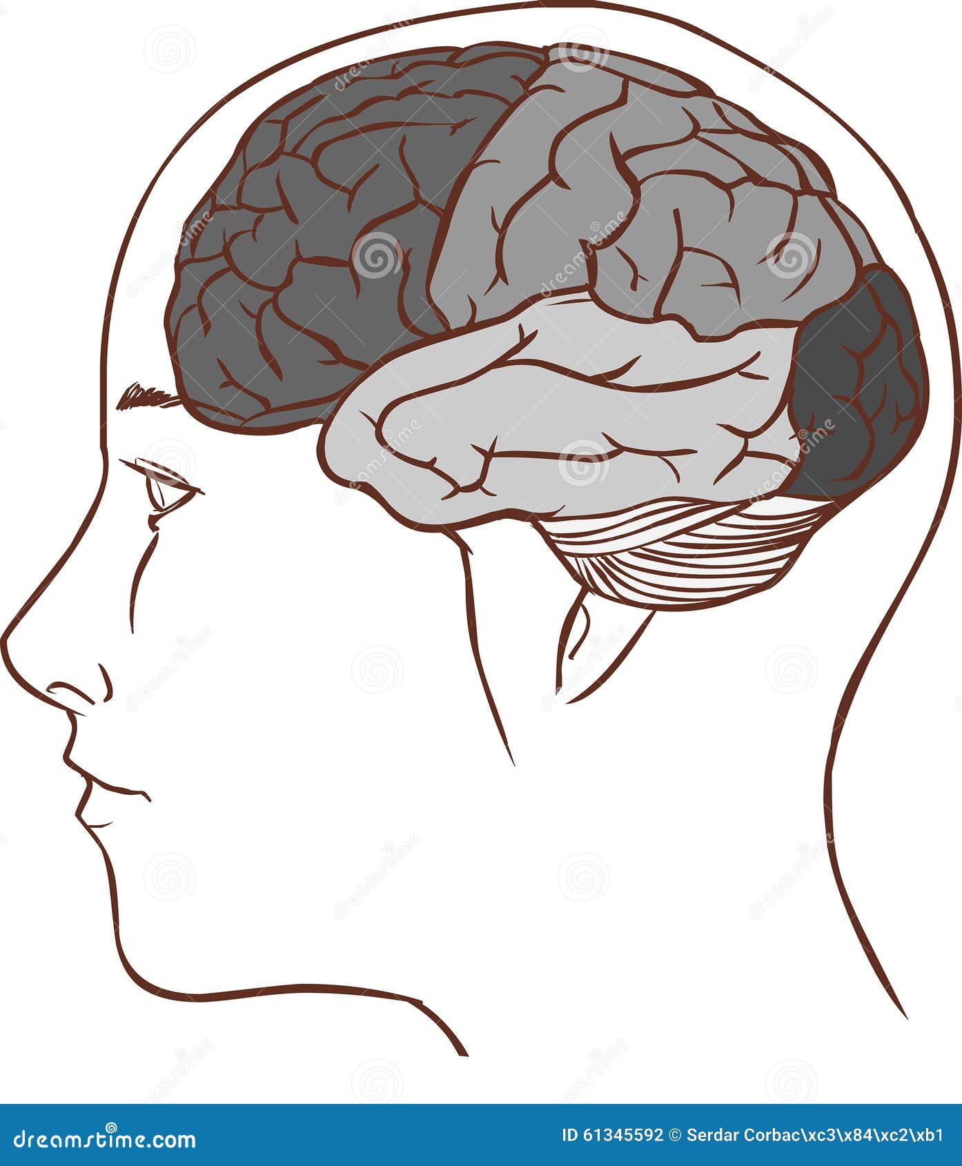Brain Anatomy Diagram With Sectioned In Different Colours And Named