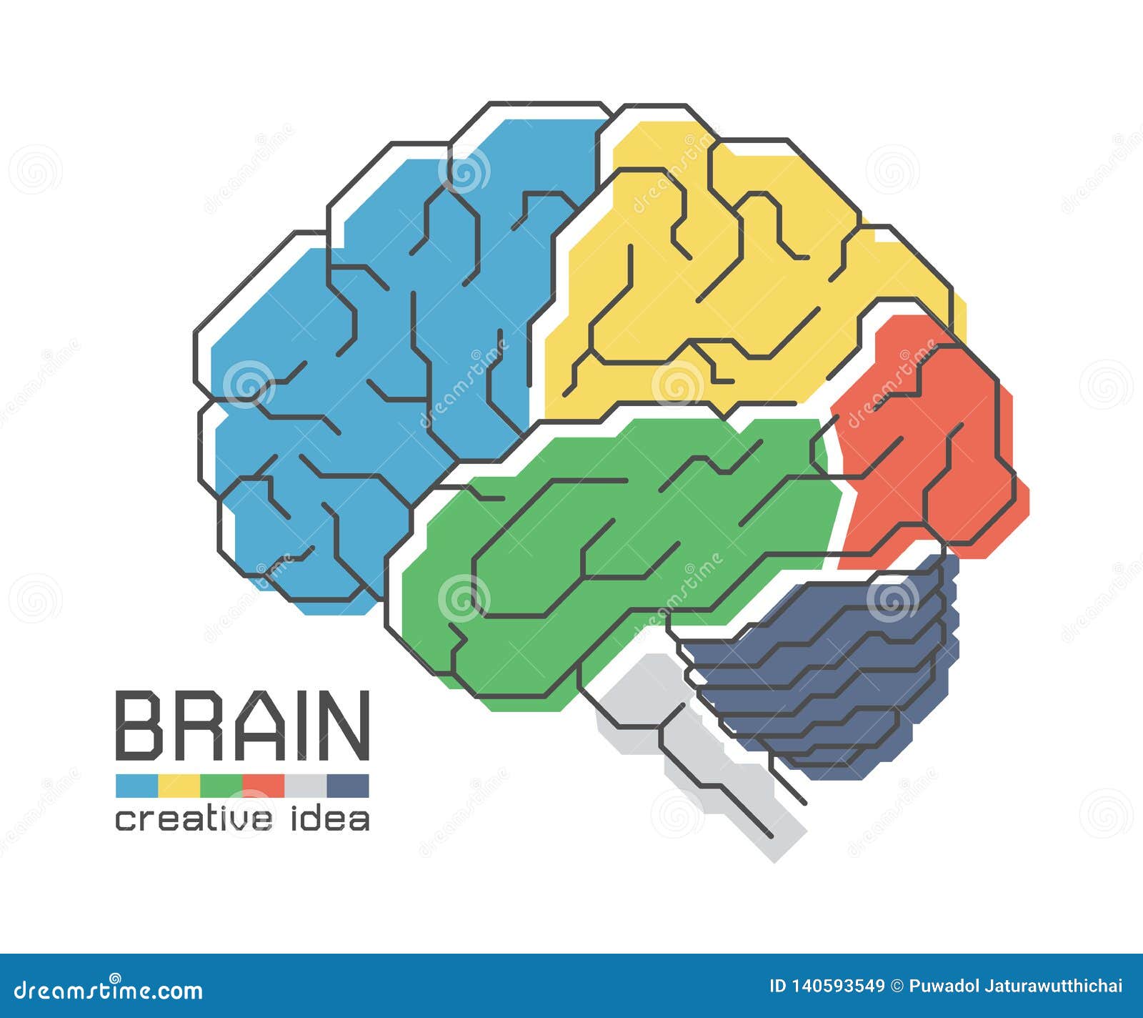 brain anatomy with flat color  and outline stroke . frontal parietal temporal occipital lobe cerebellum and brainstem .