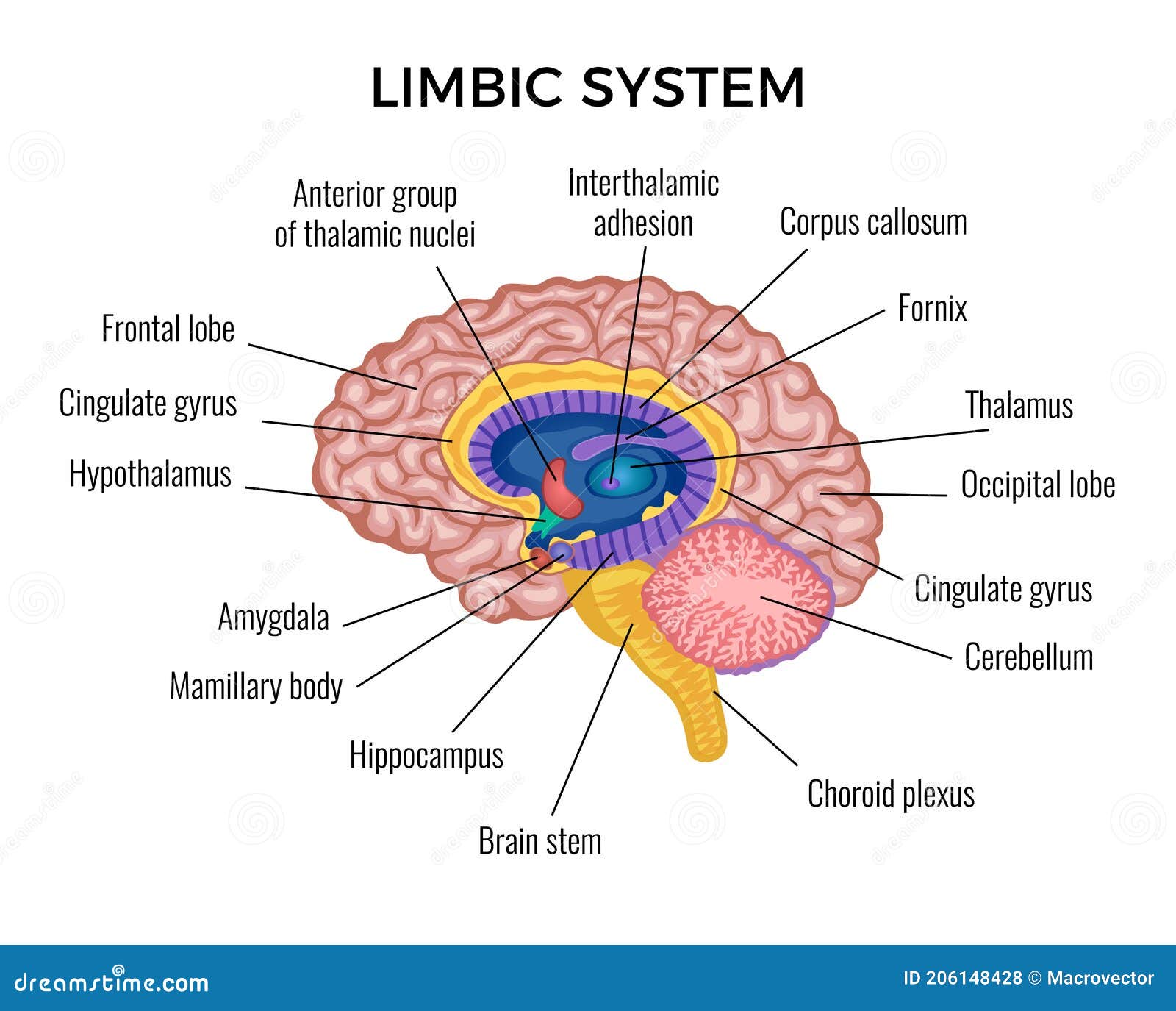 Limbic system labeled
