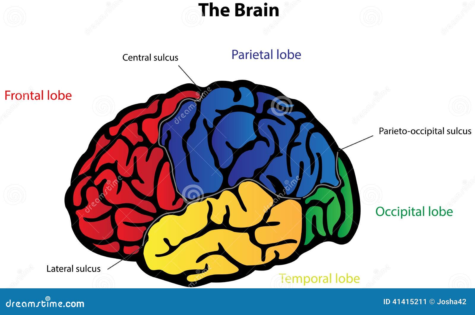 Brain Anatomy Labeled Diagram Stock Vector - Image: 41415211