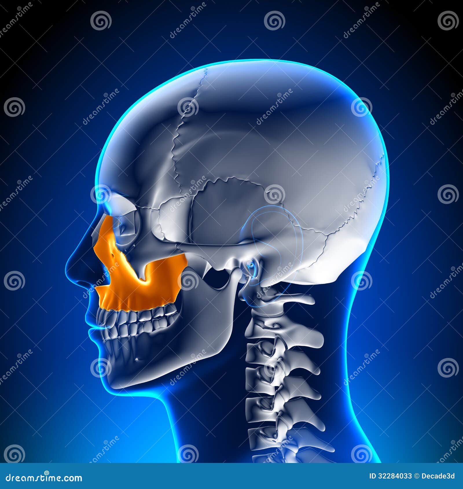 brain anatomy - maxilla