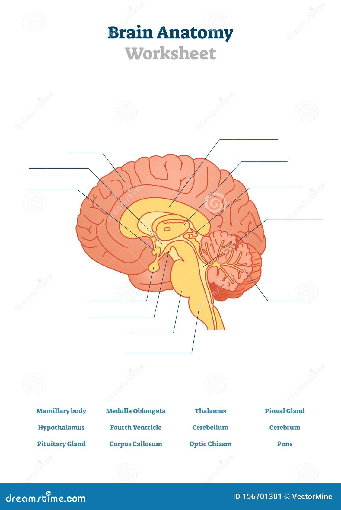 Cranial nerves diagram unlabeled