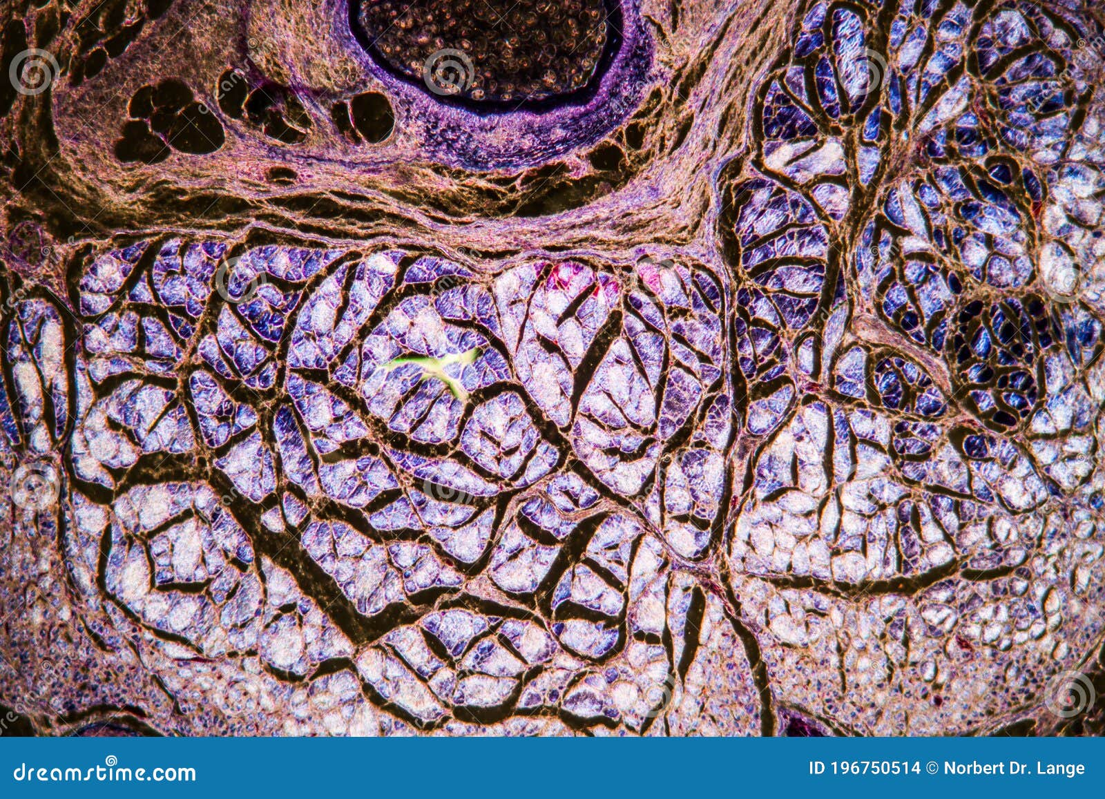 Brain Cells In The Dark Field Stock Photo Image Of Science Thought 196750514