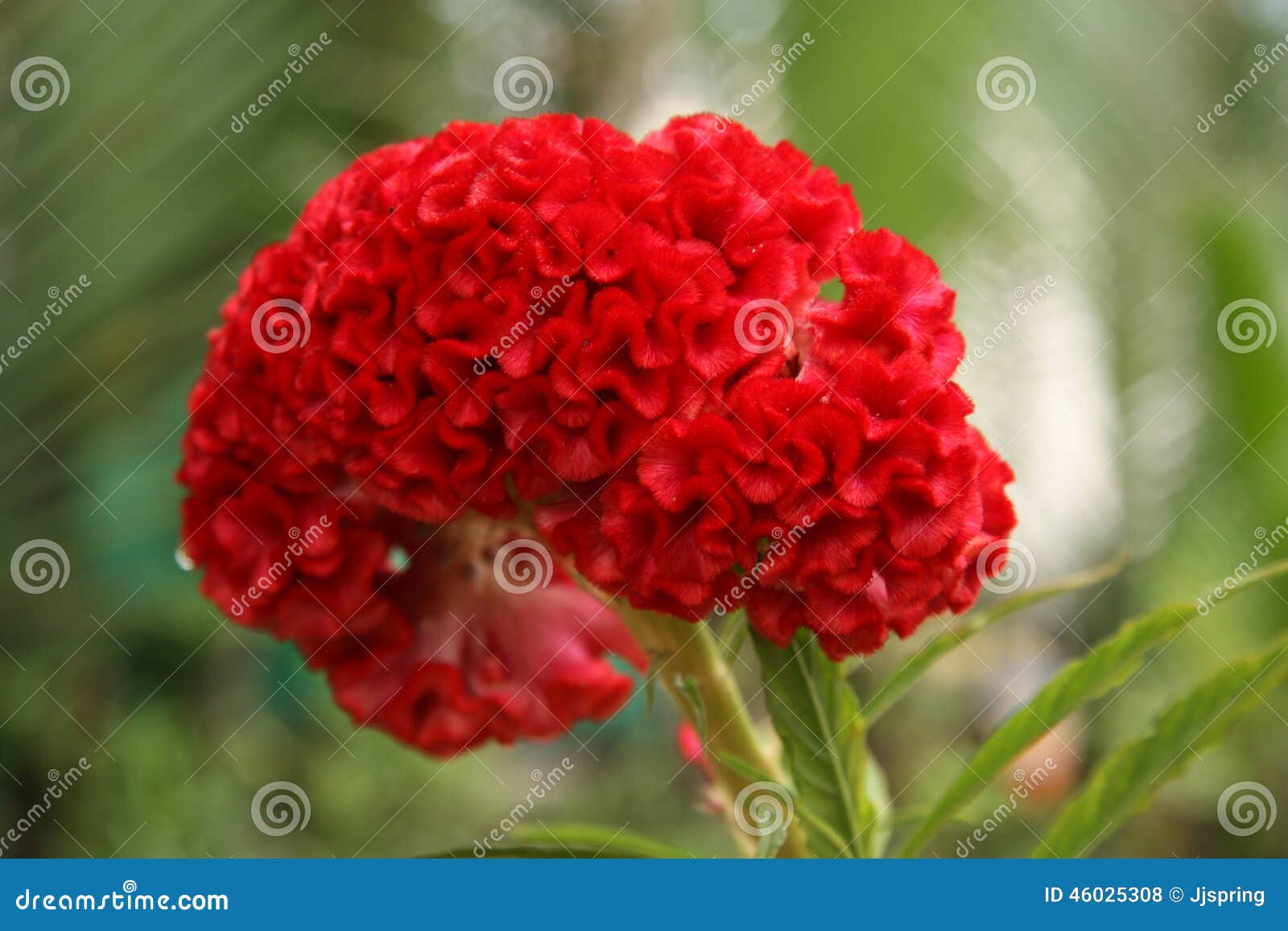 brain celosia flower or cockscomb flower