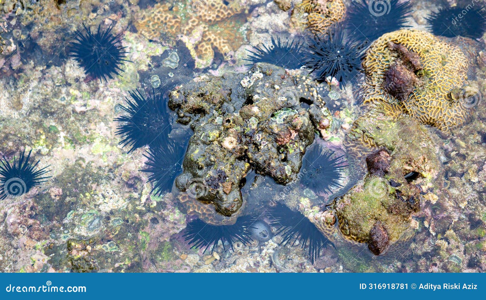 brain coral is a common name given to various corals in the families mussidae and merulinidae