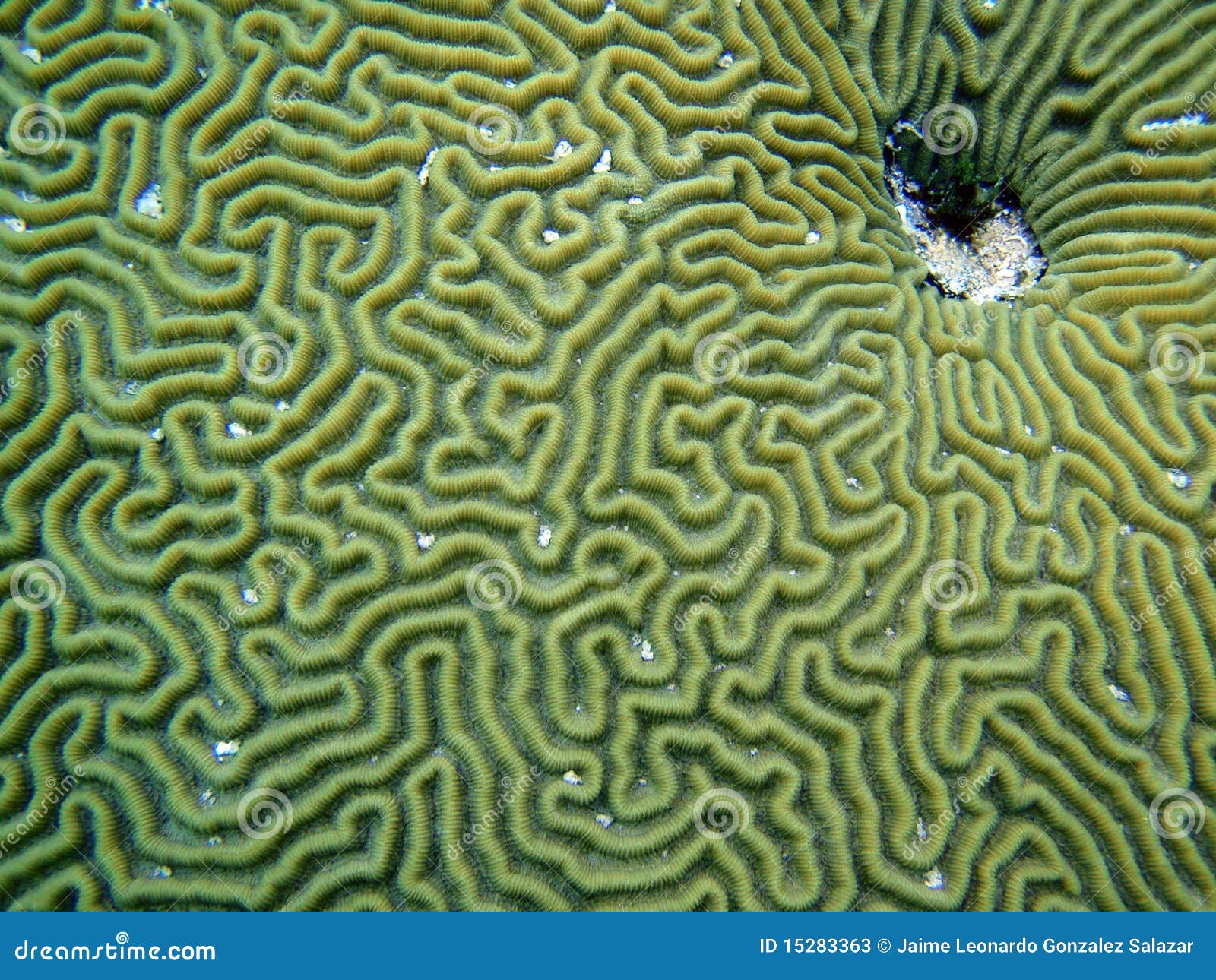 brain coral detail