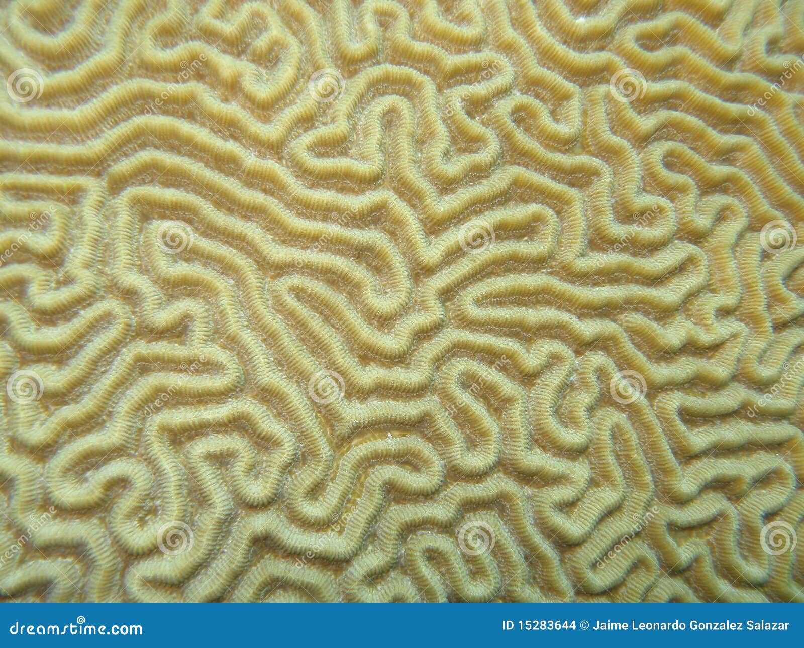 brain coral detail vii