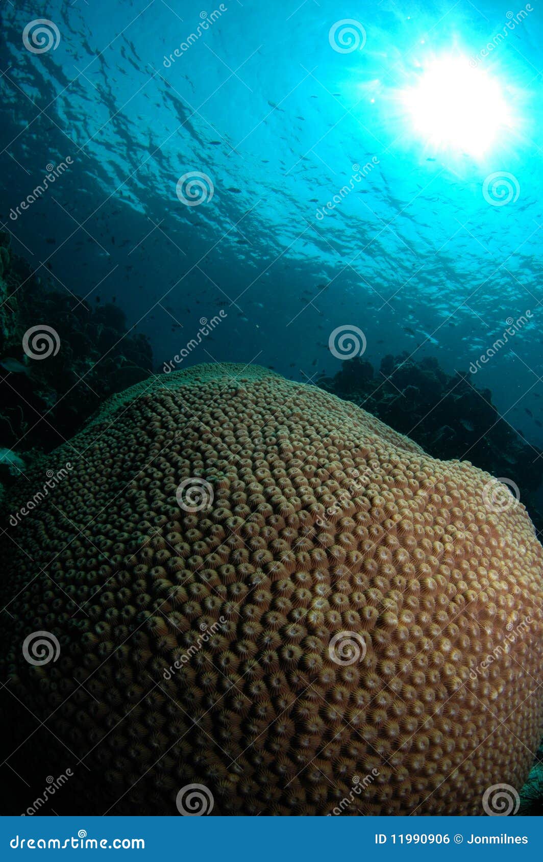 Brain Coral garden stock photo. Image of exotic, tropical 11990906