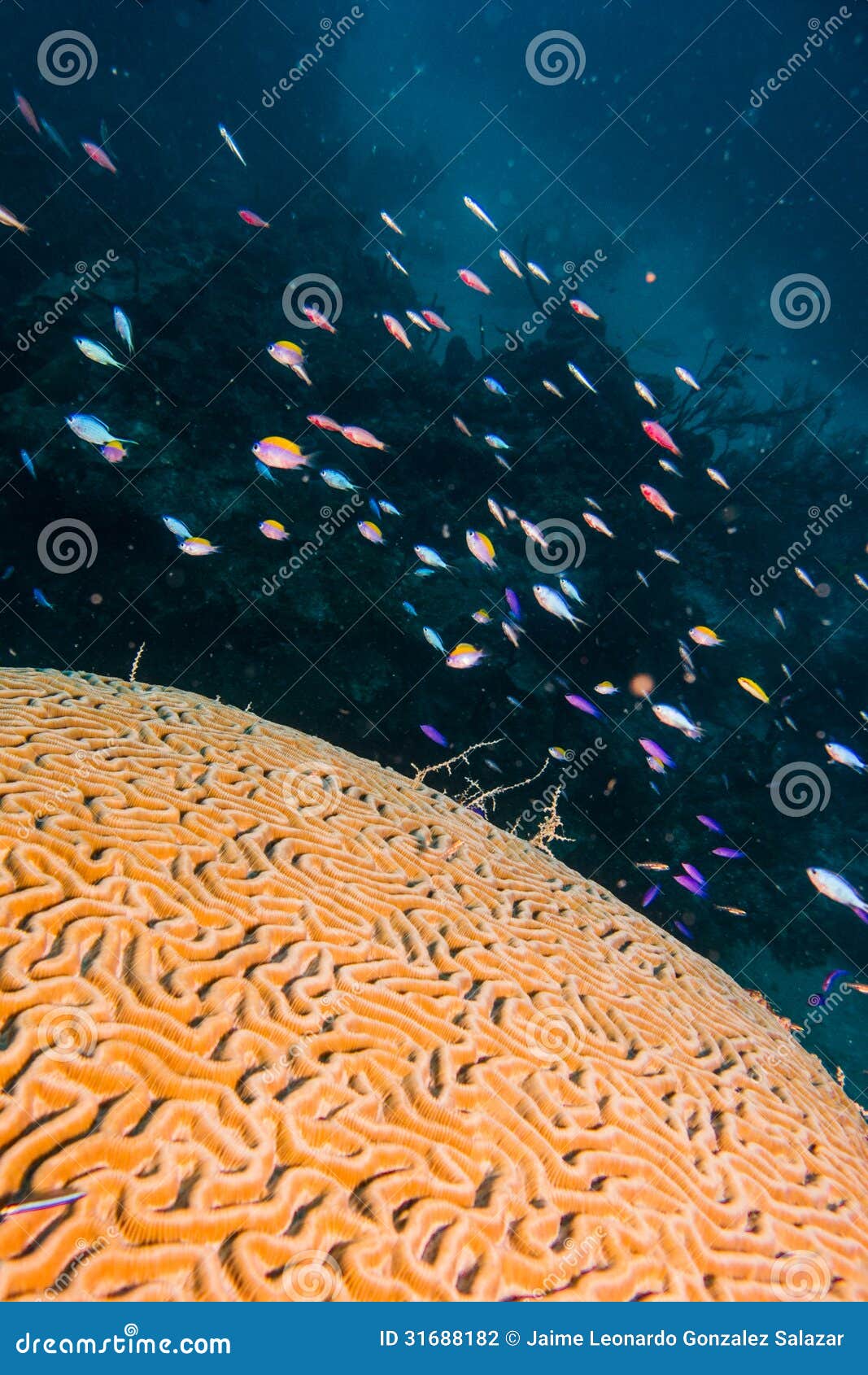 brain coral