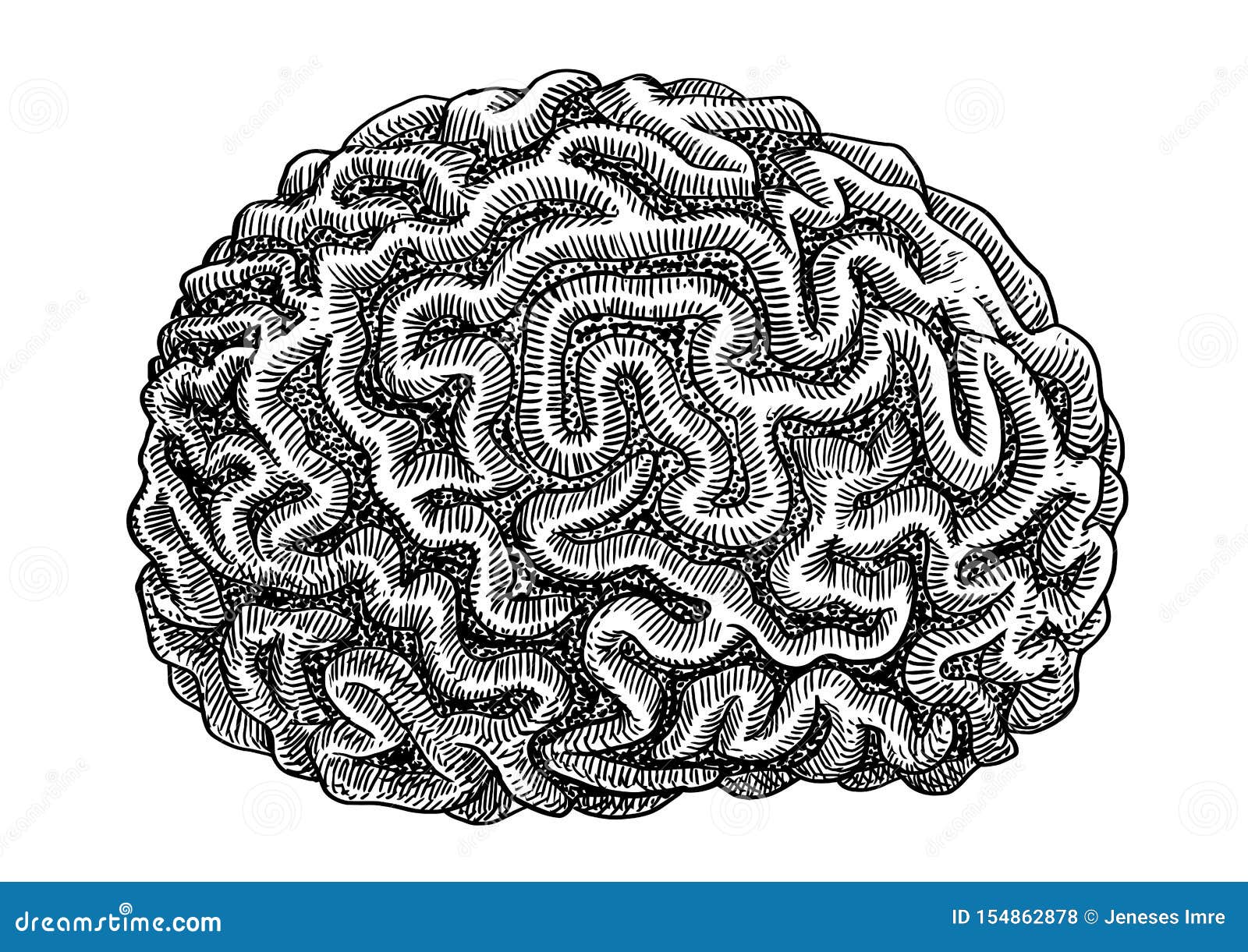 Brain Coral Illustration, Drawing, Engraving, Ink, Line Art, Vector