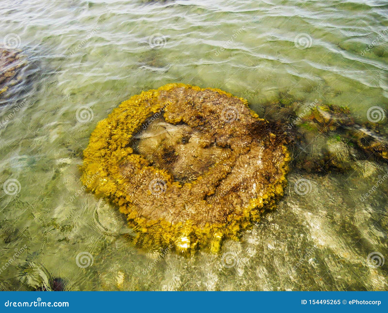 Brain Coral, isla de Kurusadai, golfo de la reserva de la biosfera de Mannar, Tamil Nadu, la India