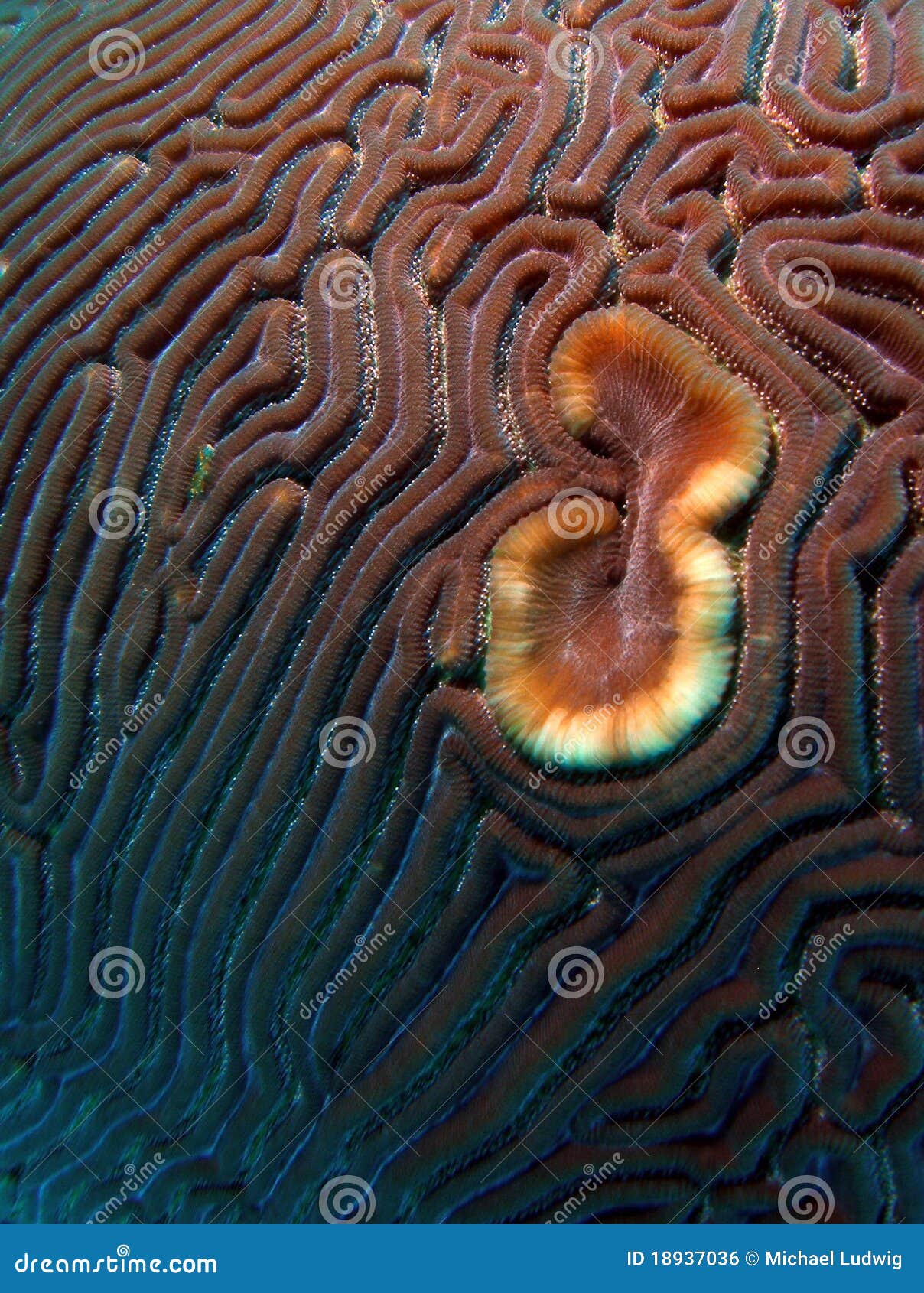 Brain Coral in South Florida Stock Photo Image of fire, aquatic 18937036