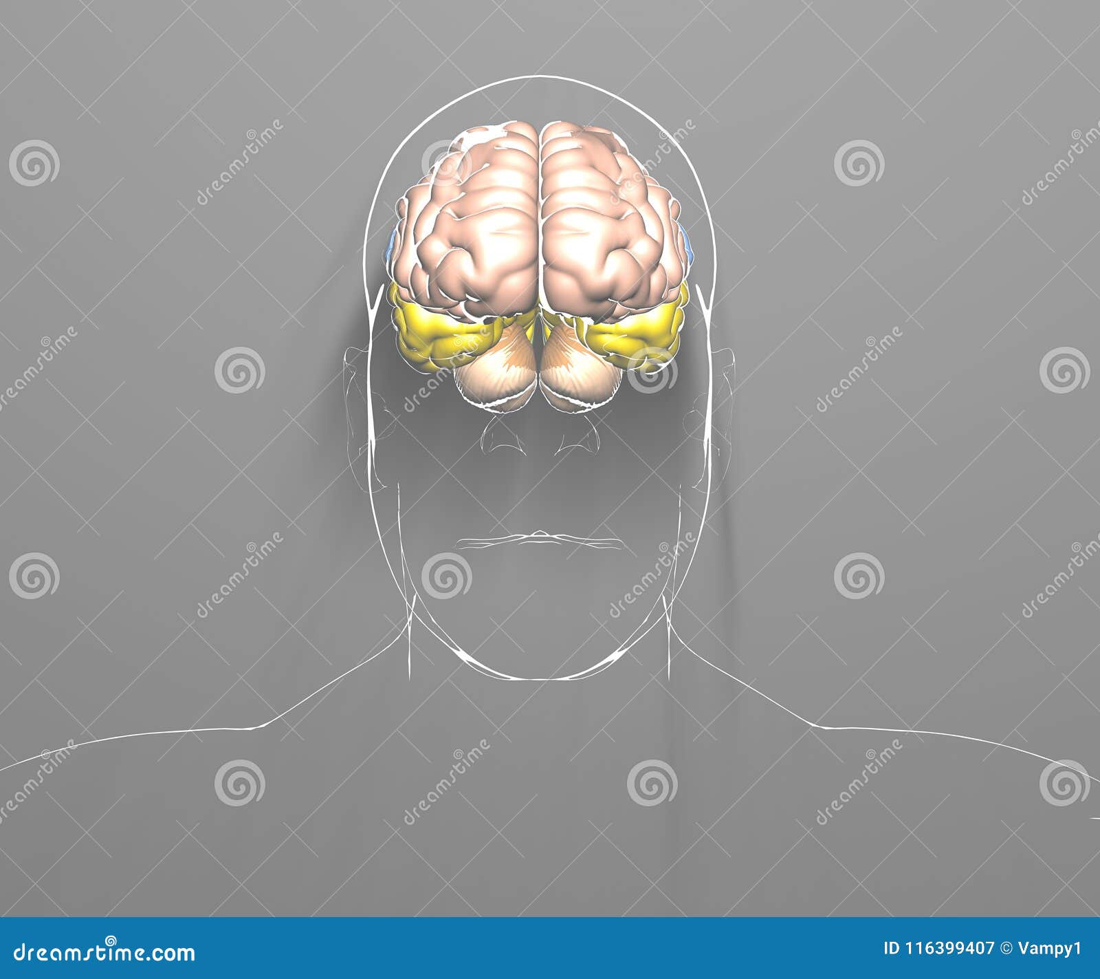 brain, degenerative diseases, parkinson`s, human body, face