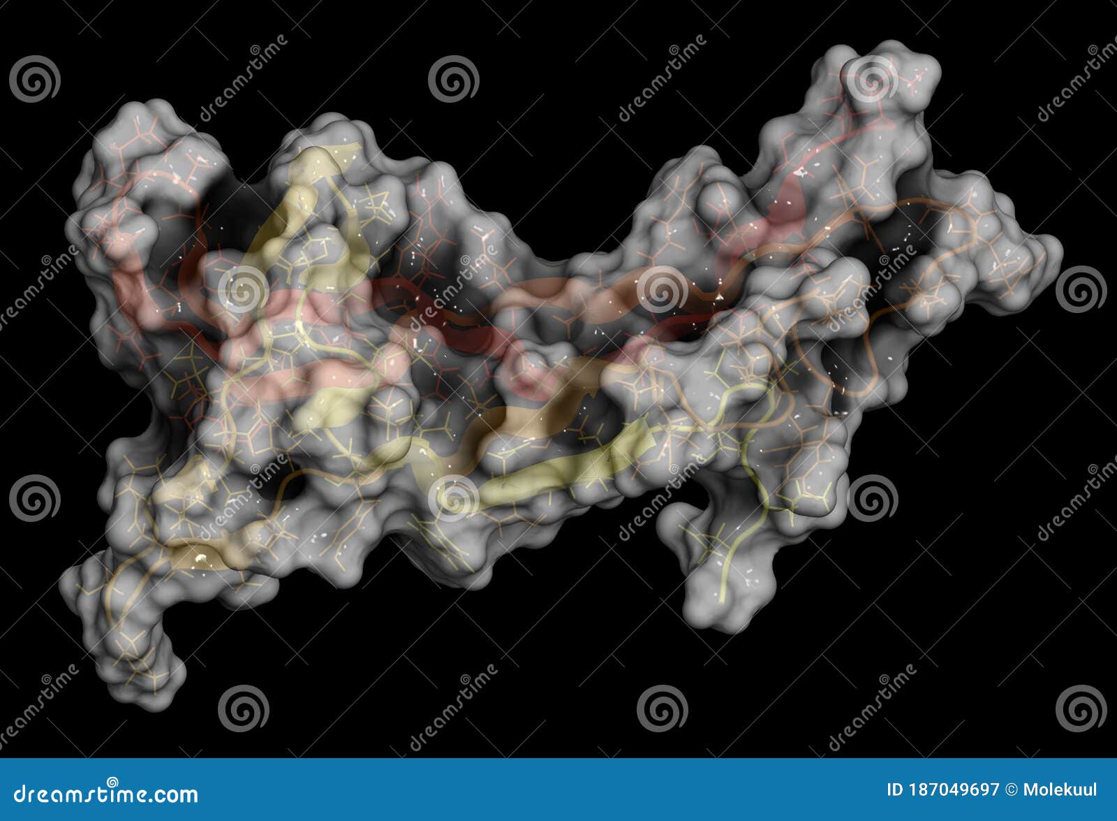 brain-derived neurotrophic factor (bdnf) protein molecule